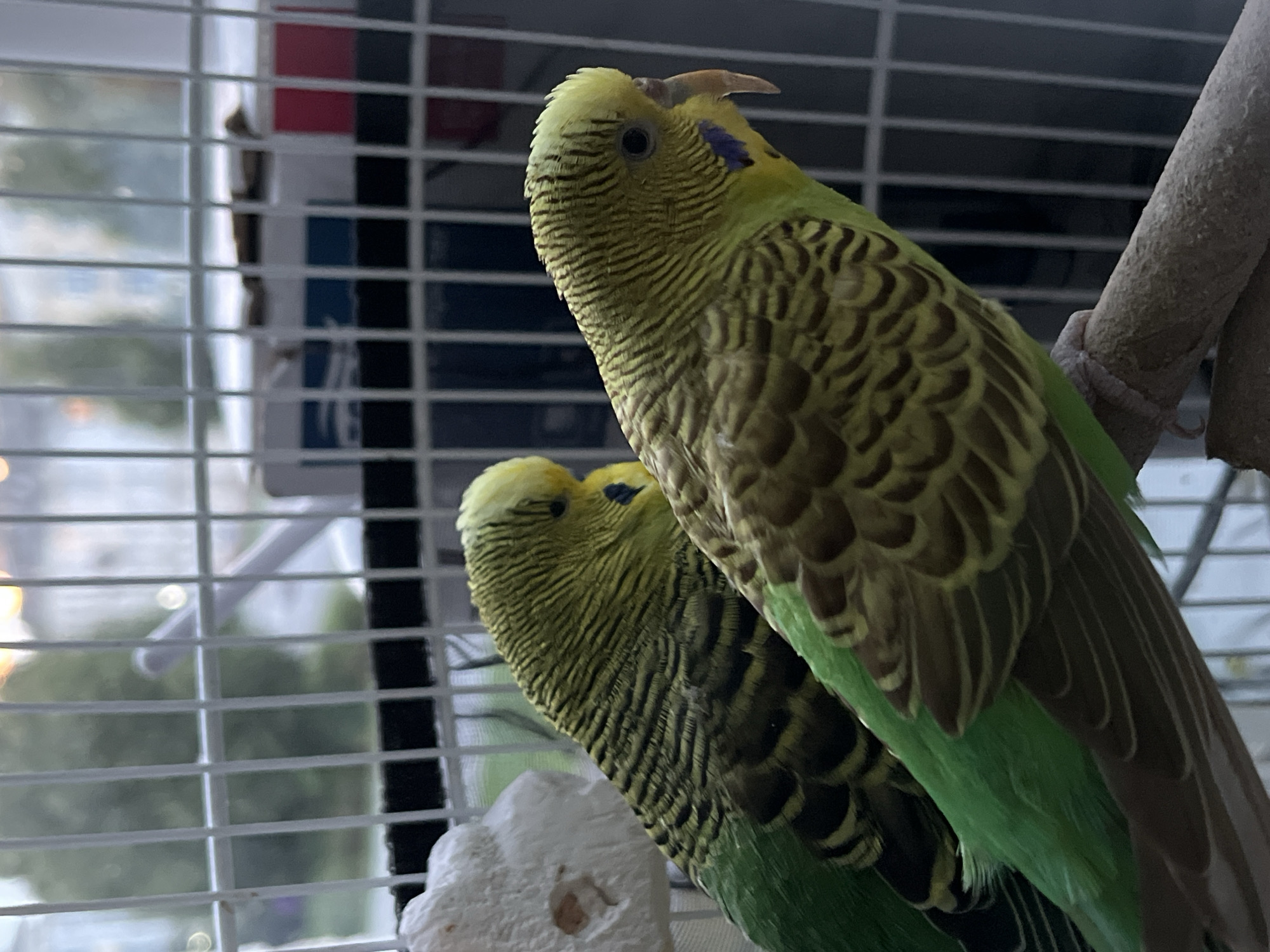Two budgerigars are perched on a branch inside a cage. The bird in the foreground is facing to the right and is predominantly yellow and green with black markings on its wings. It has a blue patch of feathers on its cheek. The second budgerigar, partially visible behind the first, is also yellow and green with similar markings. The cage has white bars and a blurred background showing trees and buildings, suggesting an urban setting. The lighting appears natural, possibly from a window. There is no indication of the specific location within Kohtla-Järve linn, Estonia.