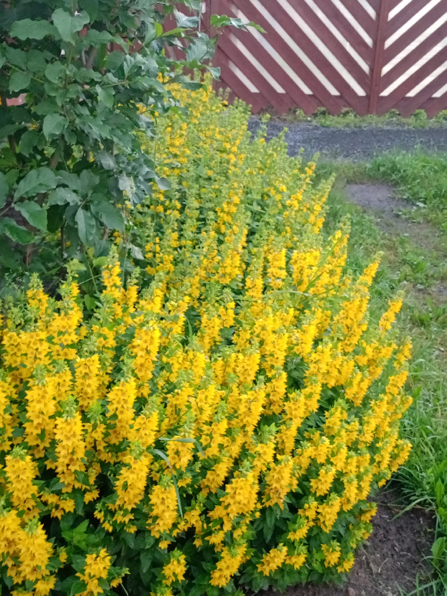 A dense cluster of yellow flowers, appearing to be Lysimachia punctata, dominates the foreground and midground of the image, spilling into a patch of dark soil. The flowers are arranged in tall spikes with numerous small, star-shaped blossoms. To the left of the flowers, dark green foliage from a larger plant creates a leafy backdrop. In the background, a wooden fence with alternating dark red and white diagonal slats forms a boundary. A narrow, unpaved pathway runs diagonally across the midground, bordered by grass and the yellow flowers. The environment appears to be a garden or yard setting.