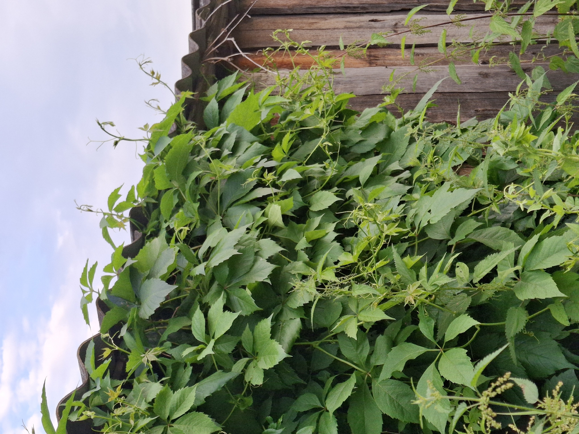 In Plishkino, Russia, an outdoor scene is captured on a cloudy day. The foreground is dominated by lush green vines with five-lobed leaves, characteristic of Virginia creeper, cascading over a rustic, weathered wooden fence. The fence, constructed from vertical planks, shows signs of age and exposure to the elements. Topped with a corrugated roofing material, likely slate or fiber cement, the structure forms the upper boundary of the frame. The sky above is a pale blue, partially obscured by white clouds, creating a diffused light that accentuates the vibrant green of the foliage. The overall impression is one of unchecked natural growth against a backdrop of simple, utilitarian construction.
