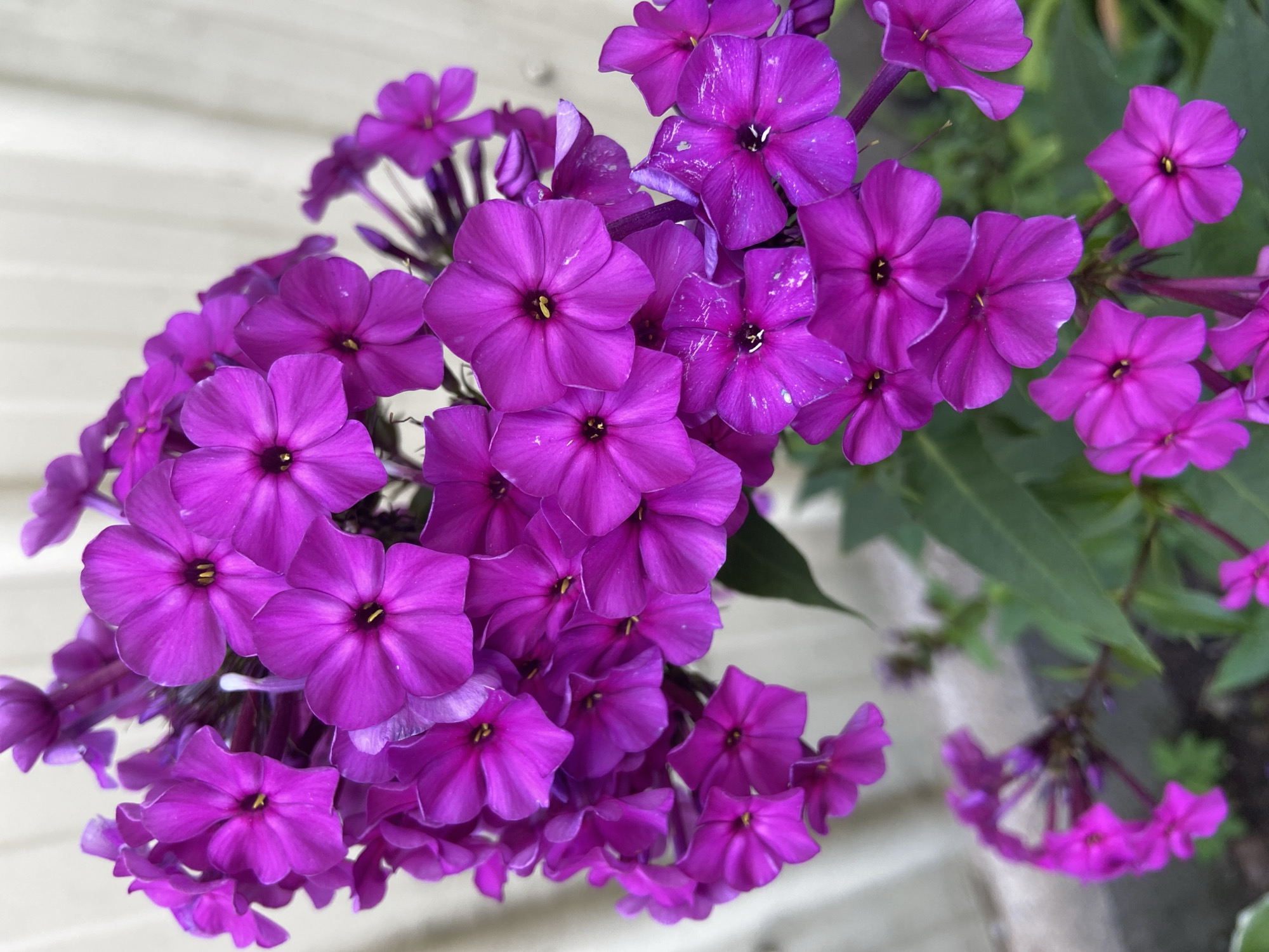 A cluster of vibrant pink phlox flowers is in focus against a blurred background of a light-colored wooden fence and green foliage. The flowers are densely packed, with individual blooms displaying five petals and a dark center. Some petals show slight imperfections or water spots. The scene is outdoors, suggesting a garden setting. There is no indication of the specific location within Зимородок Днп, Russia, beyond it being a place where these flowers might grow. No people or animals are visible.