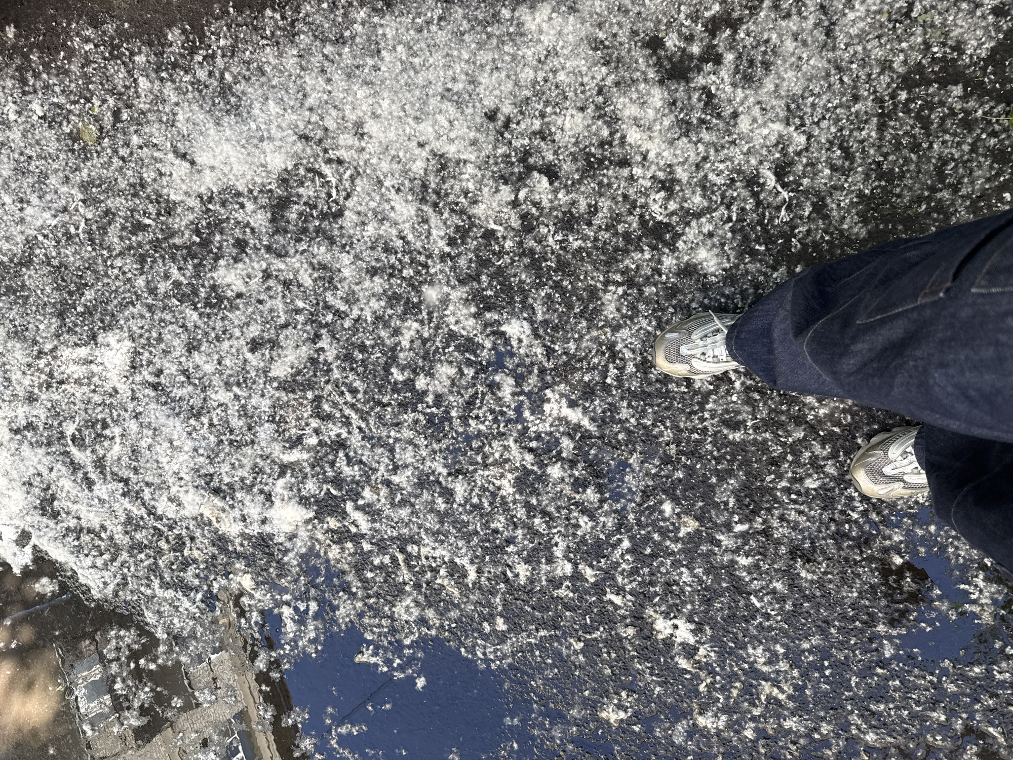 This is a first-person perspective shot of a person standing on a wet, paved surface covered in white, fluffy debris, possibly cottonwood fluff, mixed with dark asphalt and small puddles of water. The person is wearing dark denim jeans and athletic shoes with white and grey accents. The scene appears to be outdoors on a sunny day, with sunlight reflecting off the wet pavement and puddles. The debris is densely packed in some areas and sparse in others, creating a mottled texture across the ground. In the upper left corner, the edge of a building or structure is visible, partially obscured by shadows and reflections. The context of Saint Petersburg, Russia, is not evident from the visual information provided in the image itself.