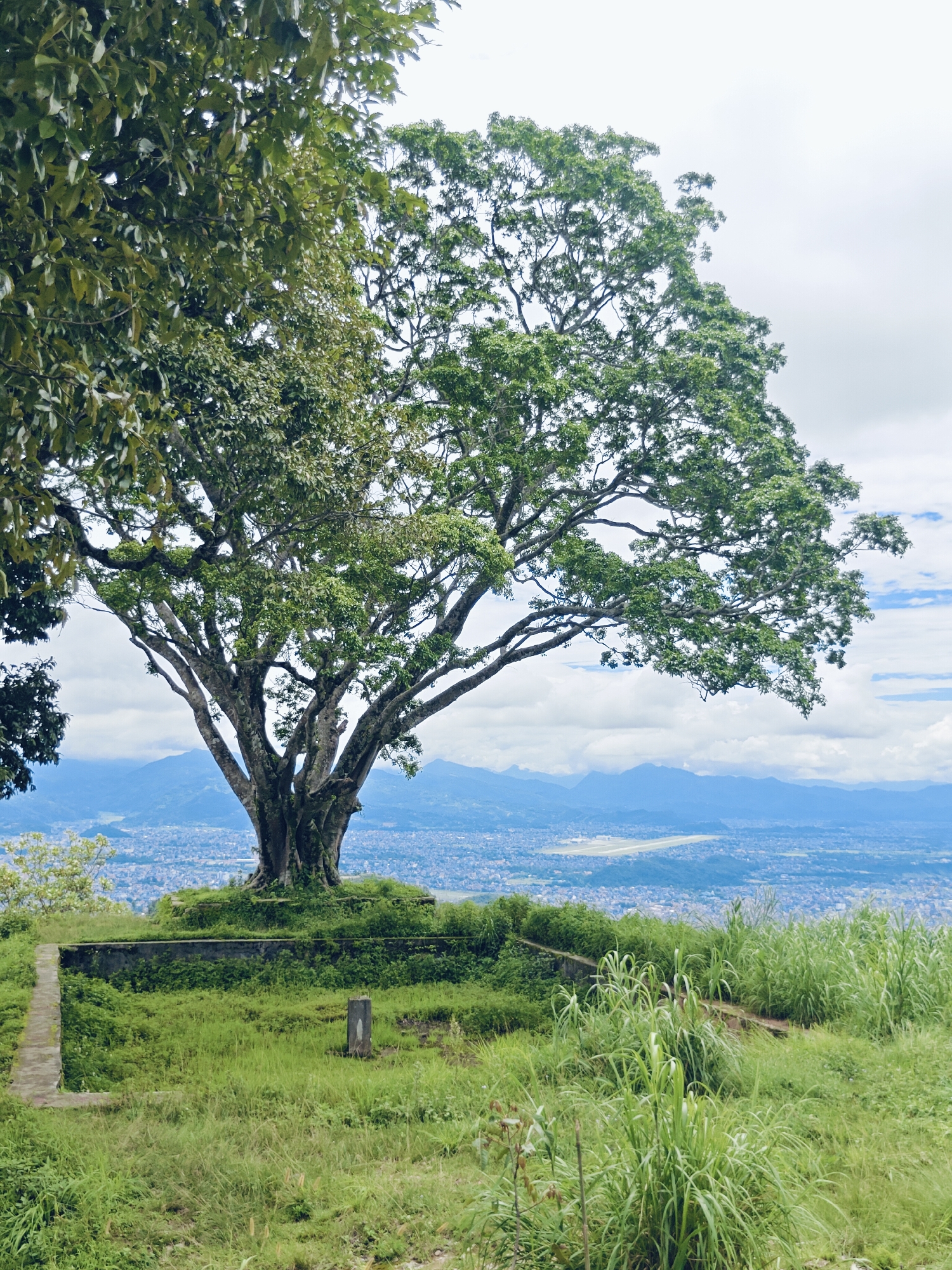 A large, mature tree with a thick trunk and sprawling branches dominates the foreground of the image. The tree is covered in lush green foliage. It is situated on a grassy hill, with remnants of a concrete structure, possibly a wall or pathway, visible in the lower left portion of the frame. In the background, a city sprawls across a valley, with mountains visible in the distance. An airport runway is discernible within the city. The sky is overcast with scattered clouds. The scene is likely from a vantage point overlooking Pokhara, Nepal, given the presence of the city and mountains characteristic of the region.