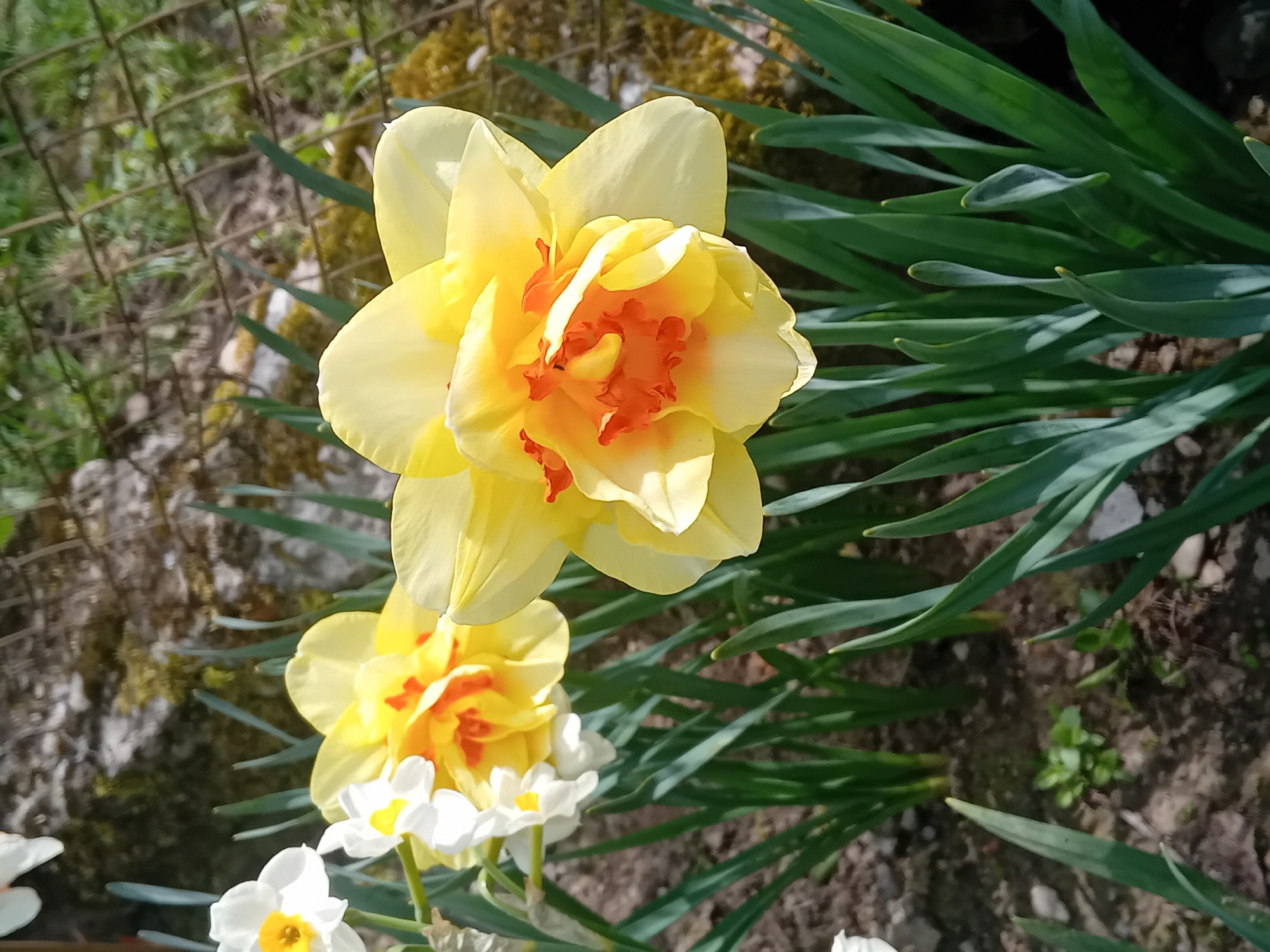 The image shows a close-up of several daffodils in a garden setting. The daffodils are predominantly yellow with orange centers. Some white daffodils with yellow centers are also visible. Long green leaves surround the flowers. The background consists of soil, small rocks, and hints of a wire fence and mossy surfaces. The environment is typical of a cultivated garden.