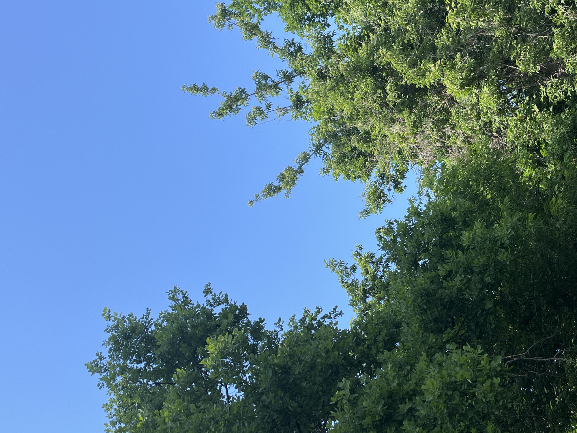 In an outdoor, daytime scene, the image captures a clear, bright blue sky with a few clusters of lush green trees. The trees are positioned in the foreground, with their leafy branches extending upwards towards the sky. On the left side of the frame, a large tree with dense foliage dominates the lower portion. To the right, another tree is visible, with branches reaching out and upward, appearing to be a different species with more delicate leaves. The sunlight filters through the leaves, creating a dappled effect. The overall impression is one of natural beauty under a vast, cloudless sky.