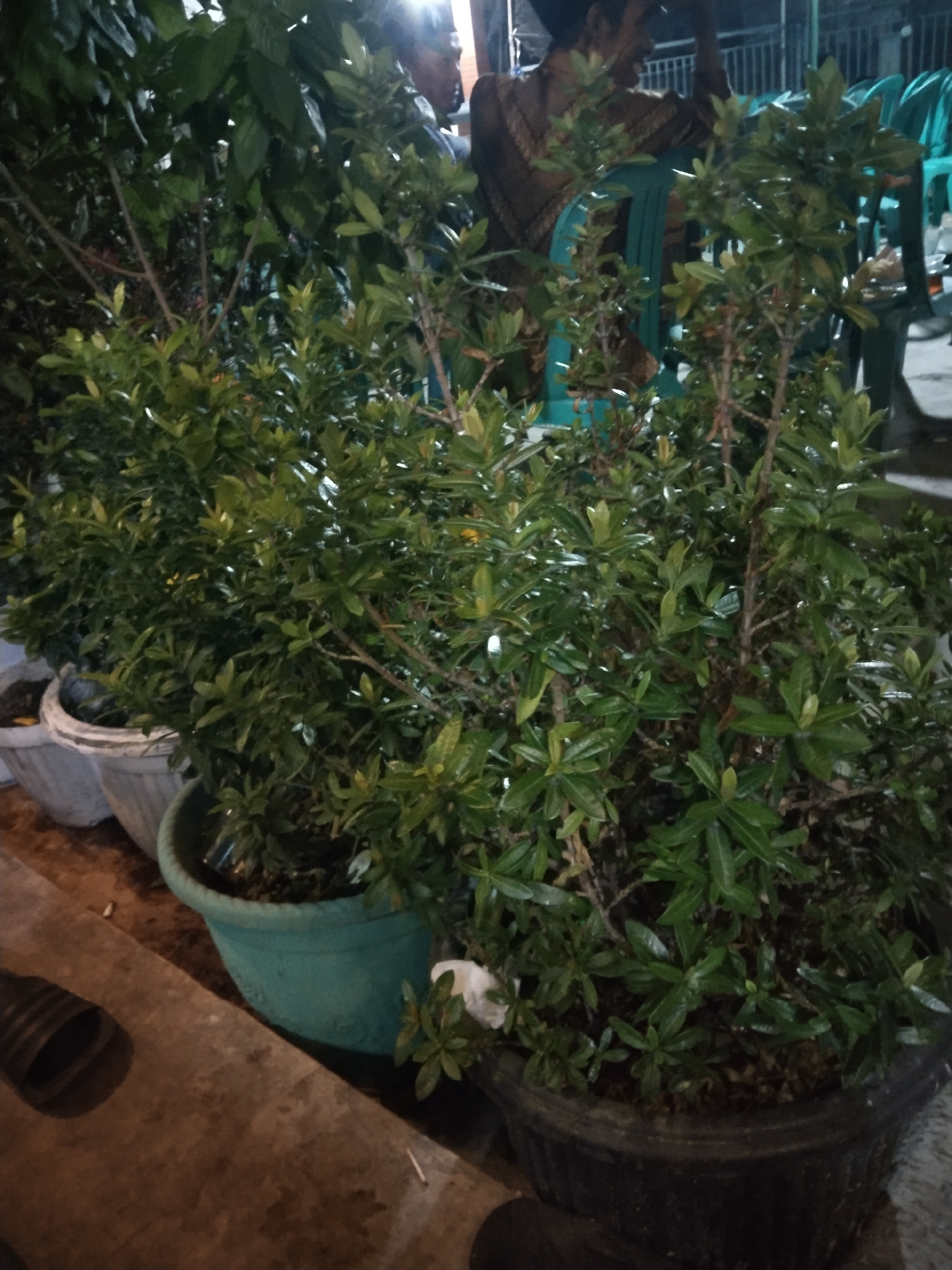 The image depicts an outdoor scene at night in Krajan, Indonesia, focusing on several potted plants. In the foreground, a large, dark circular planter contains a dense arrangement of green leafy plants. To the left of this, a bright turquoise plastic pot holds another green plant. Further to the left, two light-colored, conical pots are visible, one partially obscured. A dark, corrugated object lies on a wooden surface in the lower left corner of the frame. In the background, blurred figures are visible, including one person wearing a patterned garment, seated on a green plastic chair. The setting appears to be an outdoor gathering area, possibly a patio or garden, with additional green chairs visible in the distance. The lighting suggests artificial light sources, creating shadows and highlighting the foliage.