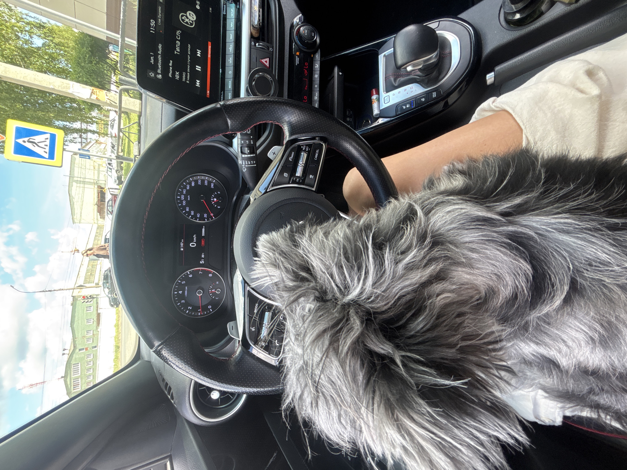 The image shows the interior of a car, specifically the driver's seat area. The steering wheel, dashboard, and central console are visible. The speedometer reads 55999km, with the car currently at a speed of 0 km/h. The date on the infotainment system is June 1st, 11:50 AM. The audio source is Bluetooth audio, and the device is "iPhone Яна". A large, fluffy grey item is covering the bottom part of the steering wheel. A person's arm and white clothing are visible to the right of the steering wheel.
Outside, a pedestrian crossing sign is visible, suggesting the car is in an urban area. A building with a green facade can be seen through the windshield. Based on the license plate visibility and linguistic context (Russian language used on the infotainment system) this image appears to be in Russia. It is in Chaikovsky based on the location information requested.