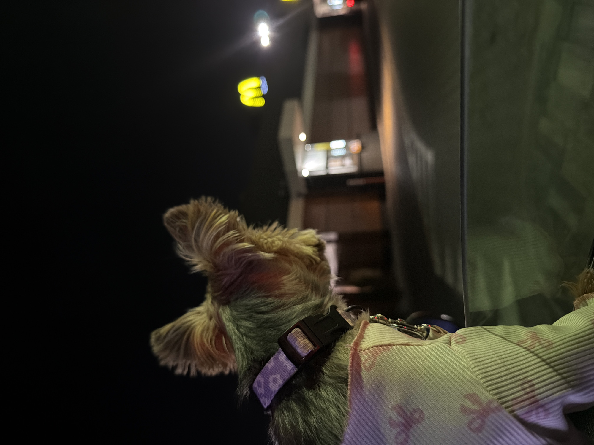 This is a close-up, low-light, outdoor, full-frame, eye-level shot from the perspective of a dog inside a car, looking out the window. In the foreground, the back of a small, fluffy dog is visible, wearing a light-colored, ribbed sweater with a pink floral pattern and a light-colored collar with a white and pink floral design and a black buckle. The dog appears to be looking towards the right side of the frame.
In the mid-ground and background, a McDonald's restaurant is visible at night. The iconic golden arches sign is illuminated yellow against the dark sky. The building's facade is brick with illuminated windows and lights. The scene suggests the car is either in the drive-thru lane or parked nearby. The overall atmosphere is dark with artificial lighting from the restaurant and streetlights. There is no specific indication of the location being Warsaw, Poland within the image itself.