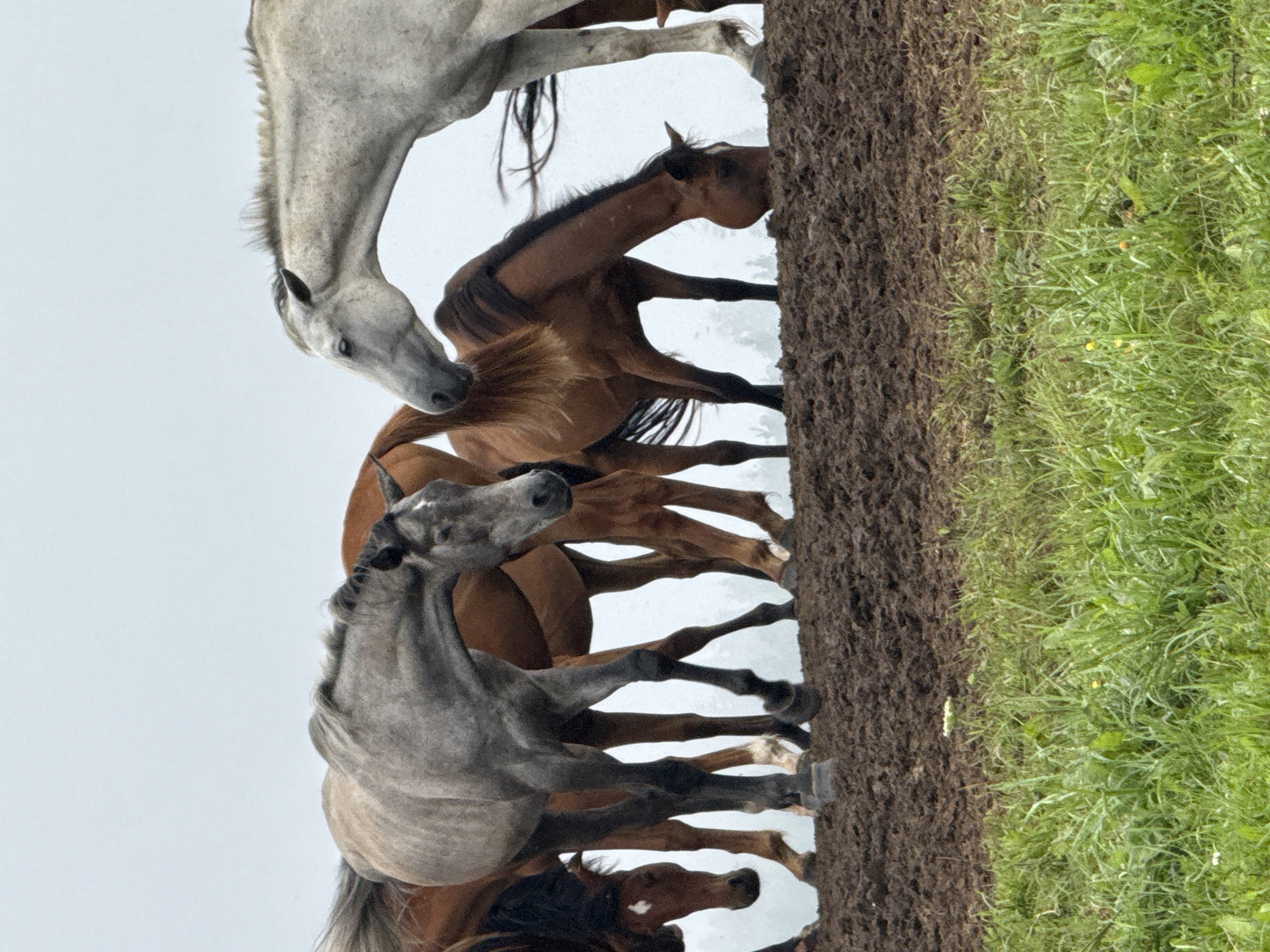 A herd of horses stands on a muddy embankment under a cloudy sky in Galinė, Lithuania. The horses are of various colors, including grey, brown, and white. Some are grazing, while others stand alert. In the foreground, green grass covers the lower part of the image. The background is a blur of trees and fog, indicating a rural or natural setting.