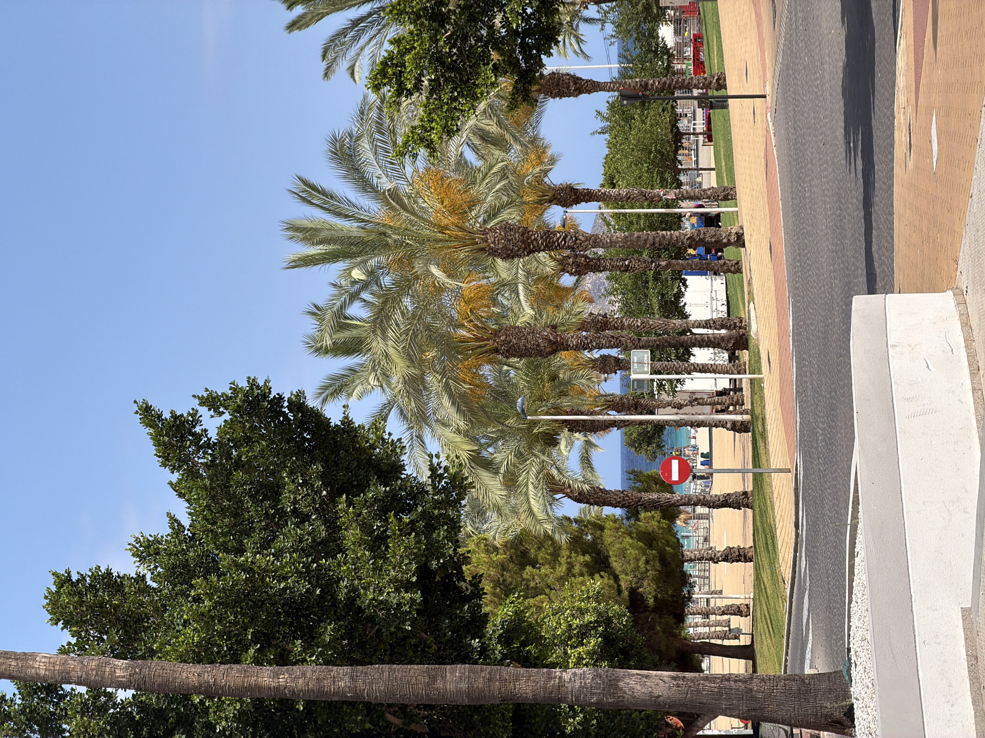This is a vertical, eye-level, outdoor photograph taken in La Vila Joiosa, Spain. The scene depicts a pathway lined with palm trees, leading towards a beach with the sea visible in the distance. The pathway is paved with light brown and yellow tiles, and a dark gray asphalt road runs alongside it, separated by a strip of green grass.
Several palm trees with mature, textured trunks and fronds are prominent in the foreground and mid-ground. Some of the palm trees appear to be bearing fruit, with clusters of yellow dates visible. Beyond the palm trees and grass, the beach is dotted with sun loungers and umbrellas, and the blue sea stretches to the horizon under a clear, bright blue sky. A few buildings and trees are visible on the far side of the beach.
In the mid-ground, a red and white circular sign, commonly interpreted as a "no entry" or "prohibited" sign, is mounted on a pole. There are no people clearly visible in the frame, but the presence of beach furniture suggests it is daytime and the area is likely used for recreation. The overall impression is of a sunny, warm day in a coastal resort town.
There is some faint white text on a small sign at the bottom right of the image, but it is too blurry to be legible. There is also some faint white text on a green sign on a palm tree trunk at the bottom left, which appears to read "CAR FREE".