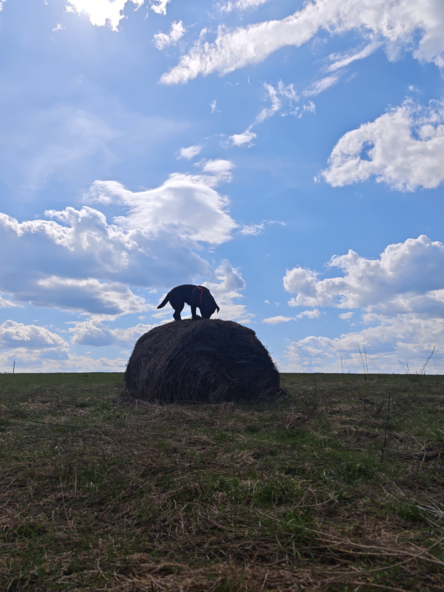 The image shows a field in Yakhroma, Russia, with a large, round bale of hay in the center. A black dog with a red harness is standing on top of the hay bale, its head lowered, sniffing the hay. The field is covered in dry grass and stubble. Above, a bright blue sky is filled with puffy white clouds. The sun is shining brightly.