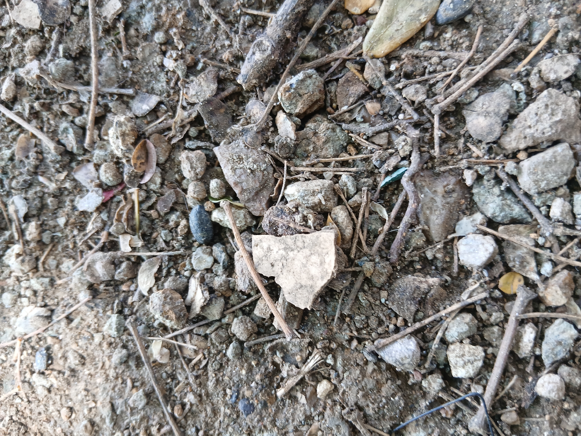 The image is a close-up, overhead view of a patch of dry, dusty ground. The ground is covered with small to medium-sized pebbles, gravel, and dirt. Interspersed among the rocks are dried leaves, twigs, and bits of organic debris. A larger, flat, light-colored shard of material, possibly broken pottery or concrete, is centrally located, broken into two pieces that are slightly separated. The overall texture is rough and uneven. There are no people or animals visible, and no discernible actions or interactions are occurring. The scene appears to be an outdoor environment, likely a pathway, garden, or unpaved area. No specific landmarks or identifying features are visible to pinpoint a location within the city of Santa Ana, Venezuela.
