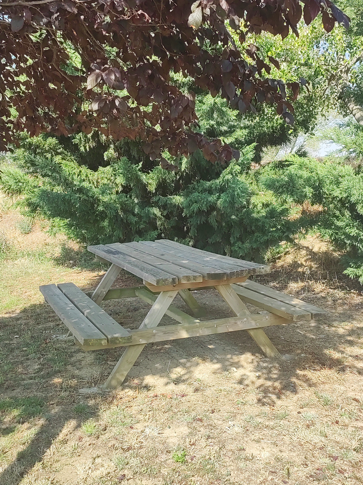 The image depicts a wooden picnic table set in an outdoor area, likely a park or recreational space. The table is weathered and shows signs of age, with a slatted top and attached benches on either side. It is positioned on a ground covered with dry grass and scattered leaves. In the background, lush green trees and foliage form a dense backdrop, with a portion of a tree with dark red leaves visible in the upper left of the frame, casting shadows on the picnic table. The scene appears to be bathed in sunlight, creating dappled light patterns on the ground. The overall setting is natural and suggests a quiet, possibly rural, environment. There is no indication of Autillo De Campos, Spain in the image or its context.