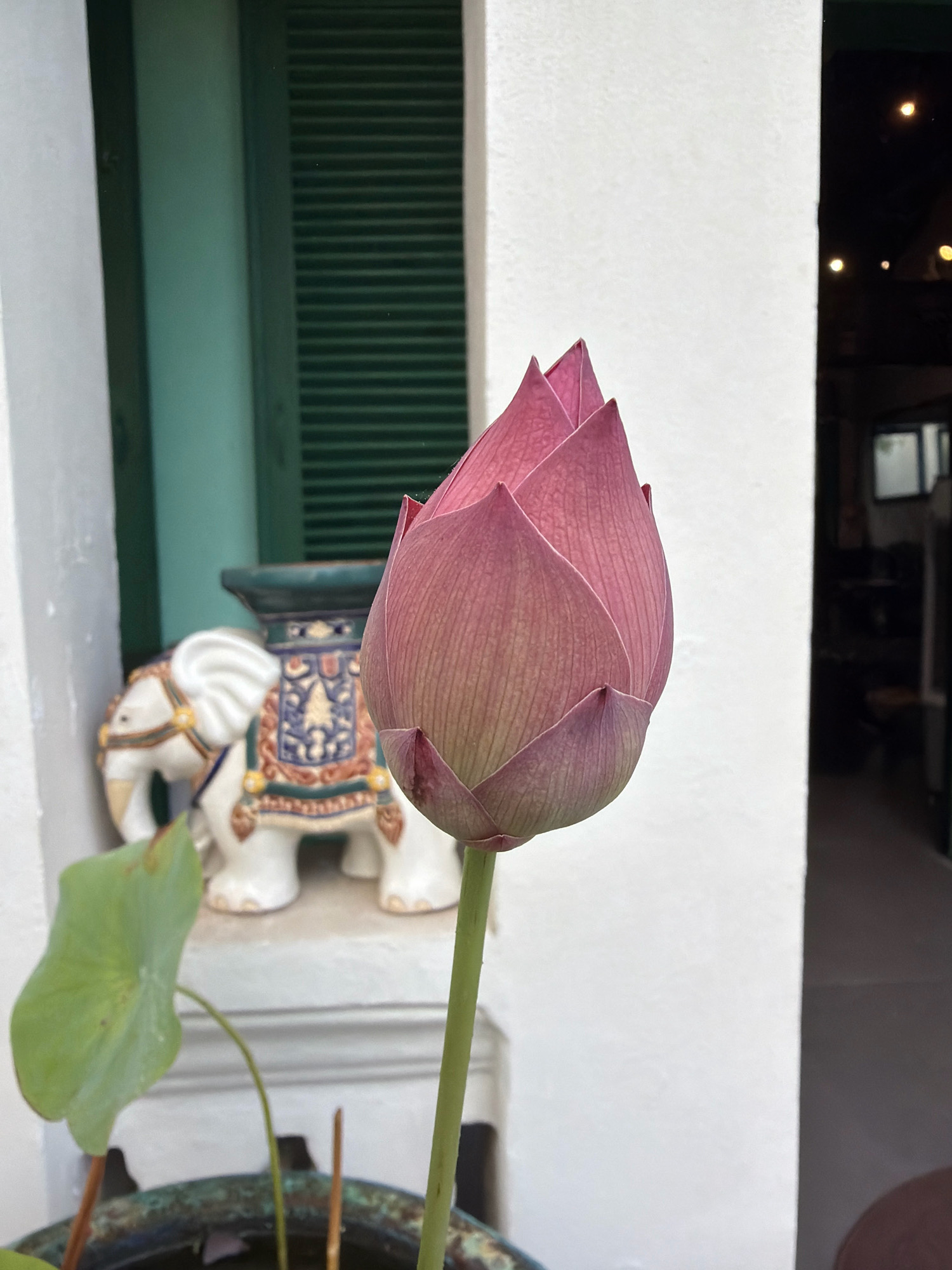 A pink lotus flower bud, partially opened, stands in the foreground of the image. The bud is tall and conical, with visible vertical lines on its petals. To the left and slightly behind the lotus, a ceramic elephant figurine, adorned with colorful patterns and a decorative blanket, is visible. The elephant is placed on a pedestal with a dark green top. A single, green lotus leaf is also present in the lower left corner of the frame, extending from a dark, textured pot. The background consists of a white textured wall on the right and a light teal-colored shuttered window on the left, behind the elephant. The scene appears to be an outdoor setting, possibly a courtyard or garden, located in Nha Trang, Vietnam. The lighting suggests it is daytime. There are no people or animals actively engaged in the scene.