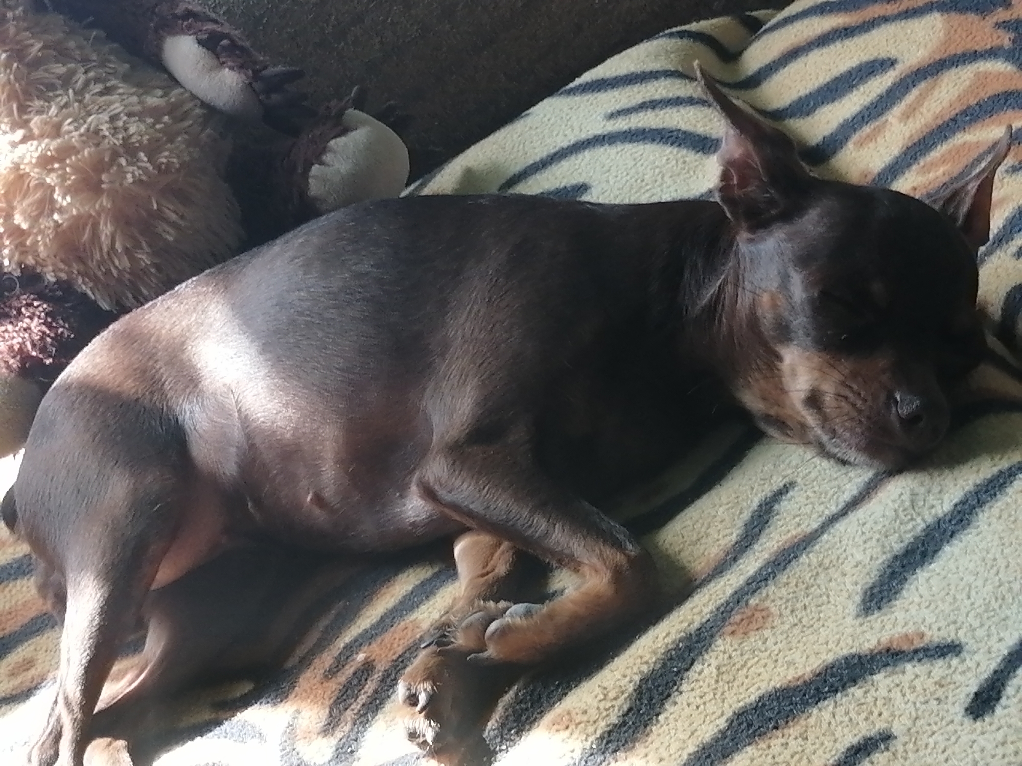 A dark brown miniature pinscher dog is sleeping on a blanket with a tiger-stripe pattern. The dog is lying on its side, with its head resting on the blanket. There are a few light-colored stuffed animals behind the dog. The lighting suggests it is daytime, and there is a shadow cast on the dog's back from a sunbeam. The scene is indoors, on a soft surface. The location of Novopokrovka, Russia is not visually represented in the image.