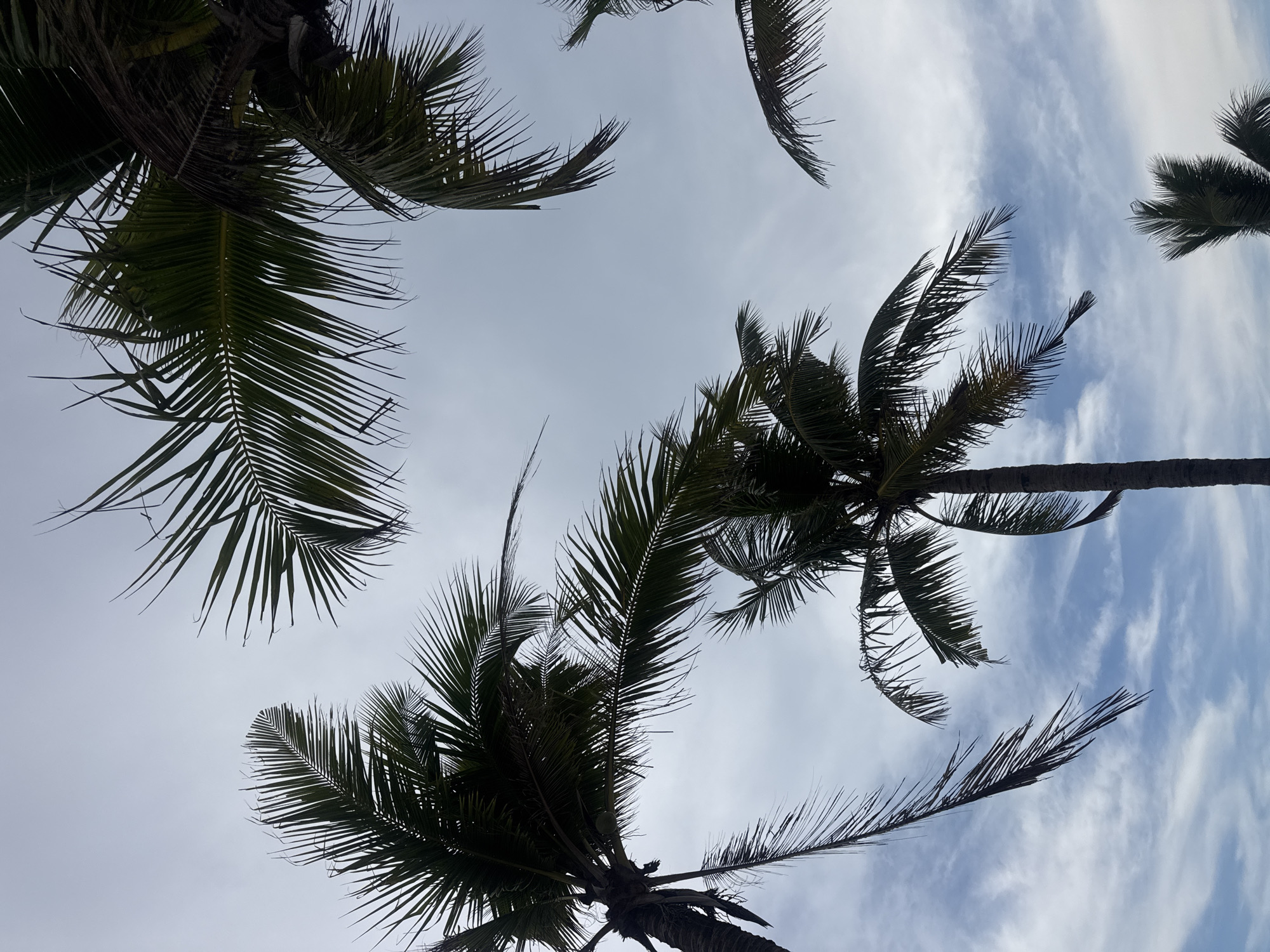 A low-angle shot captures the canopies of multiple palm trees set against a sky with patchy cloud cover. The trunks of the trees are dimly visible, and the fronds are silhouetted against the sky, some appearing quite dense. The location is consistent with tropical climates and may align with scenes in Đà Nẵng, Vietnam, but there is no explicit evidence within the image to confirm this. No people are visible.