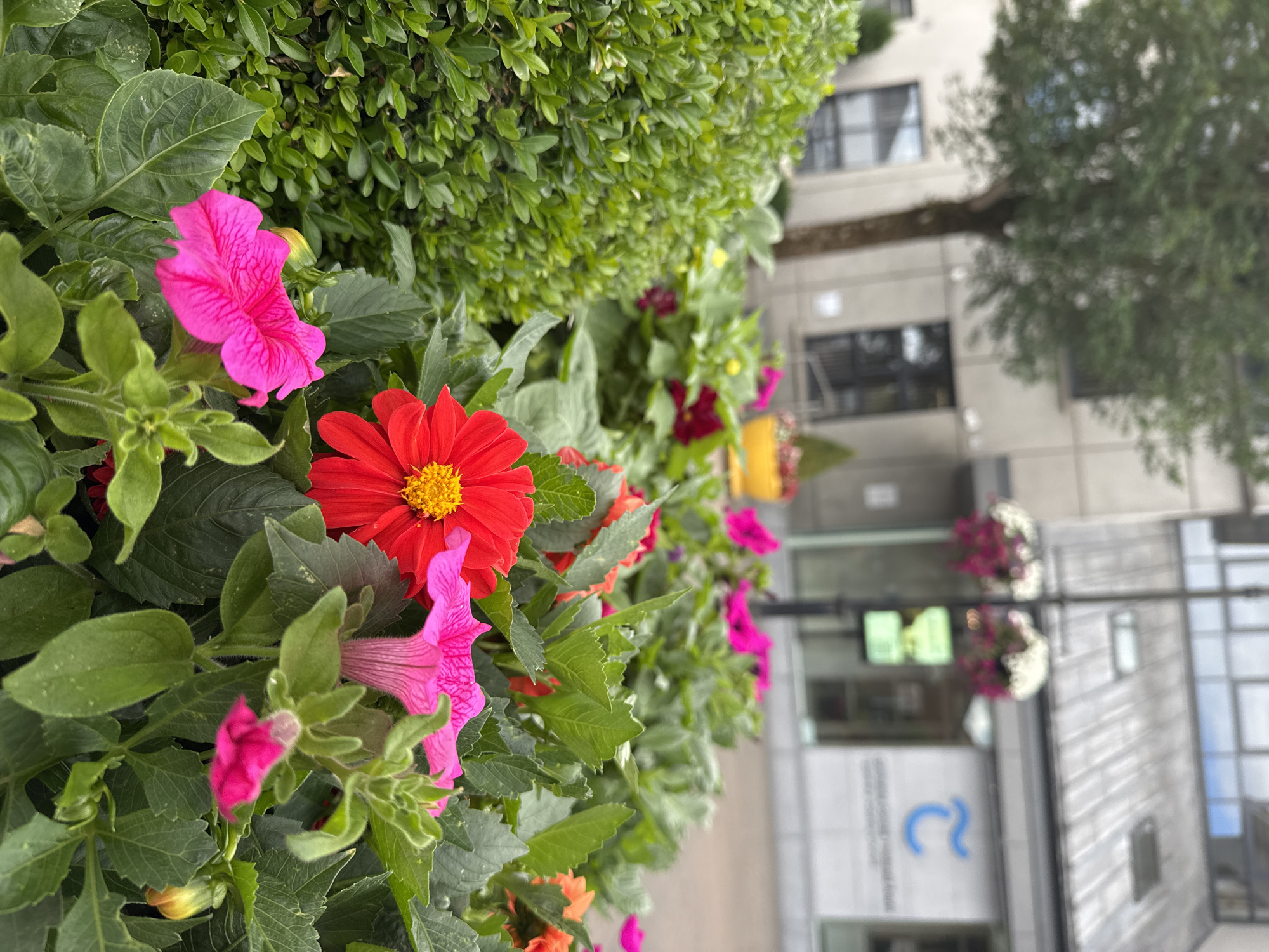 This image depicts a close-up view of a vibrant flower bed filled with red, pink, and orange blossoms, along with lush green foliage. In the background, a modern building with large windows and a metallic roof is visible. Hanging baskets with pink and white flowers are suspended from a lamppost in front of the building. A tree with a brown trunk and green leaves stands to the left of the frame. The scene appears to be an urban setting, possibly a street or public space in Clonmel, Ireland, given the architectural style and the presence of commercial signage in the background. There are no people visible in the image, and the focus is entirely on the floral arrangement and the surrounding environment.