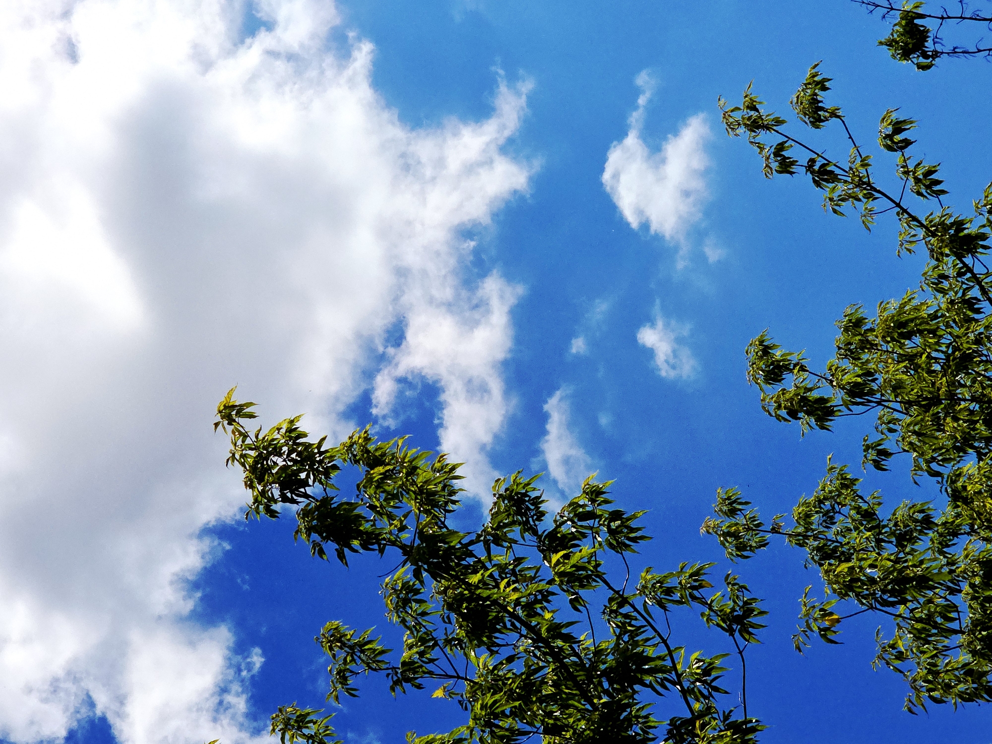 The image presents an upward-angled view of lush green tree branches silhouetted against a bright blue sky dotted with white clouds. The perspective places the viewer directly beneath the foliage, looking towards the heavens.
The main subjects are the vibrant green leaves and the clear sky. Several branches, adorned with numerous small, elongated green leaves, extend from the edges of the frame, primarily from the top right and bottom left, reaching into the central sky area. The leaves exhibit varying shades of green, with some appearing brighter, almost yellow-green, suggesting they are catching direct sunlight, while others are in slightly deeper shadow. The branches themselves are thin and dark, providing a stark contrast to the bright sky.
The sky dominates the background, displaying a vivid and deep blue color, indicating a clear and sunny daytime. Scattered across this azure expanse are numerous white, fluffy clouds. These clouds vary in size and density; some are large and billowy, particularly in the upper left quadrant, while others are smaller and more spread out.
The scene captures a static moment in nature. There are no visible people, animals, or man-made objects, reinforcing a natural and undisturbed setting. The bright illumination suggests it is mid-day. The weather appears fair and pleasant, with well-defined clouds against the crisp blue sky. There are no specific location cues beyond a general outdoor, natural environment, possibly a park or forest. No text is visible in the image. The overall impression is one of tranquility and natural beauty.