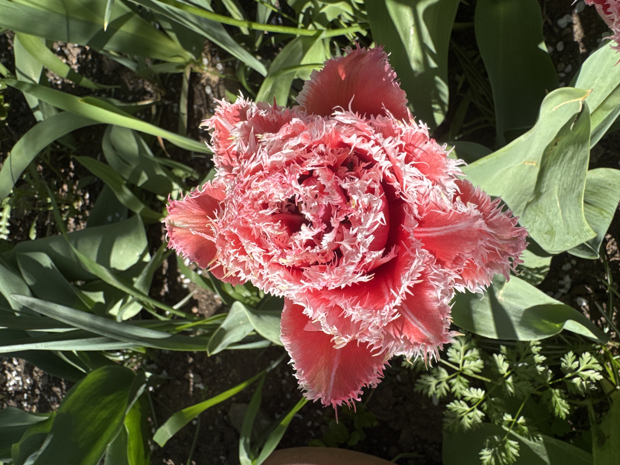The image shows a close-up of a fringed tulip in a garden setting. The flower is a vibrant shade of coral pink with white fringed edges. It is surrounded by green foliage, including broad, smooth leaves and smaller, fern-like plants. The background consists of soil and patches of sunlight. The image was taken outdoors in a garden, but there is no information available to establish the location in Sofia, Bulgaria. There are no people visible in the image.