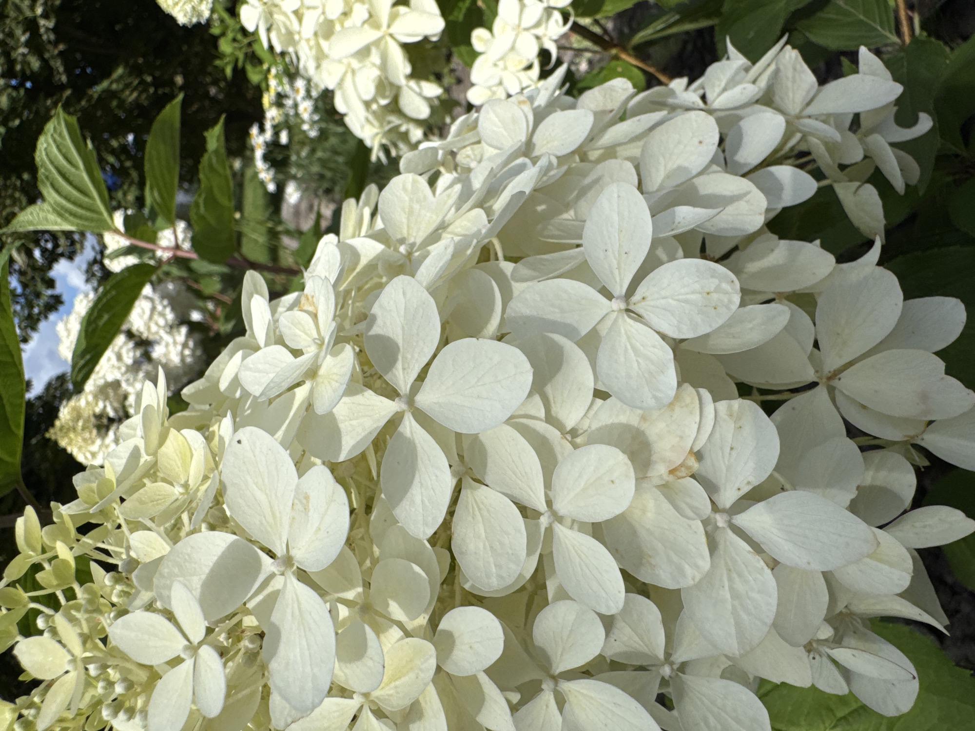 A close-up, eye-level shot captures a cluster of creamy white hydrangea blossoms bathed in sunlight. The petals are delicate and have a slightly velvety texture, with some showing subtle hints of yellowing. The flowers are densely packed, creating a lush, full bloom. In the background, blurred green leaves and branches provide a natural, outdoor setting. The sky, a bright blue with wispy white clouds, is visible through the foliage. This scene is not located in Sinyavino, Russia; the image depicts a natural outdoor setting with flowers and foliage.