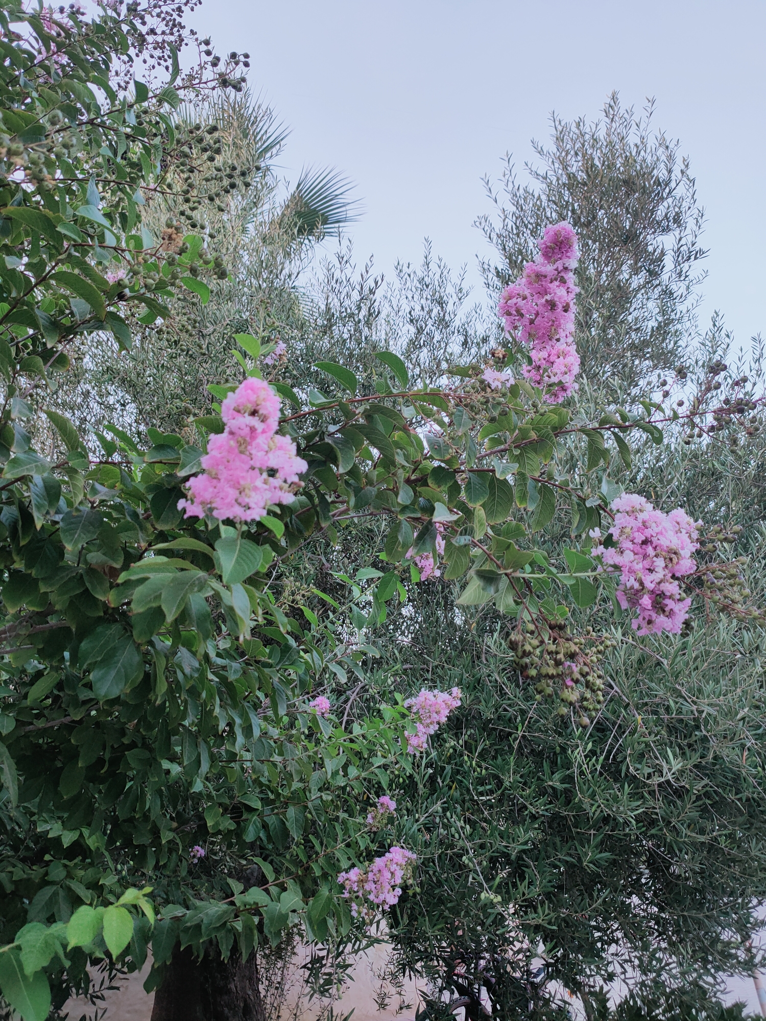This image depicts a close-up view of a flowering tree, likely a Crape Myrtle, with clusters of delicate pink blossoms and green leaves. The tree appears to be situated outdoors, with other lush green foliage and branches visible in the background, suggesting a garden or natural setting within the city of Nabeul, Tunisia. The sky overhead is a pale, overcast blue. There are no people or animals present in the frame, and the focus is entirely on the botanical elements. The overall impression is one of natural beauty and tranquility.