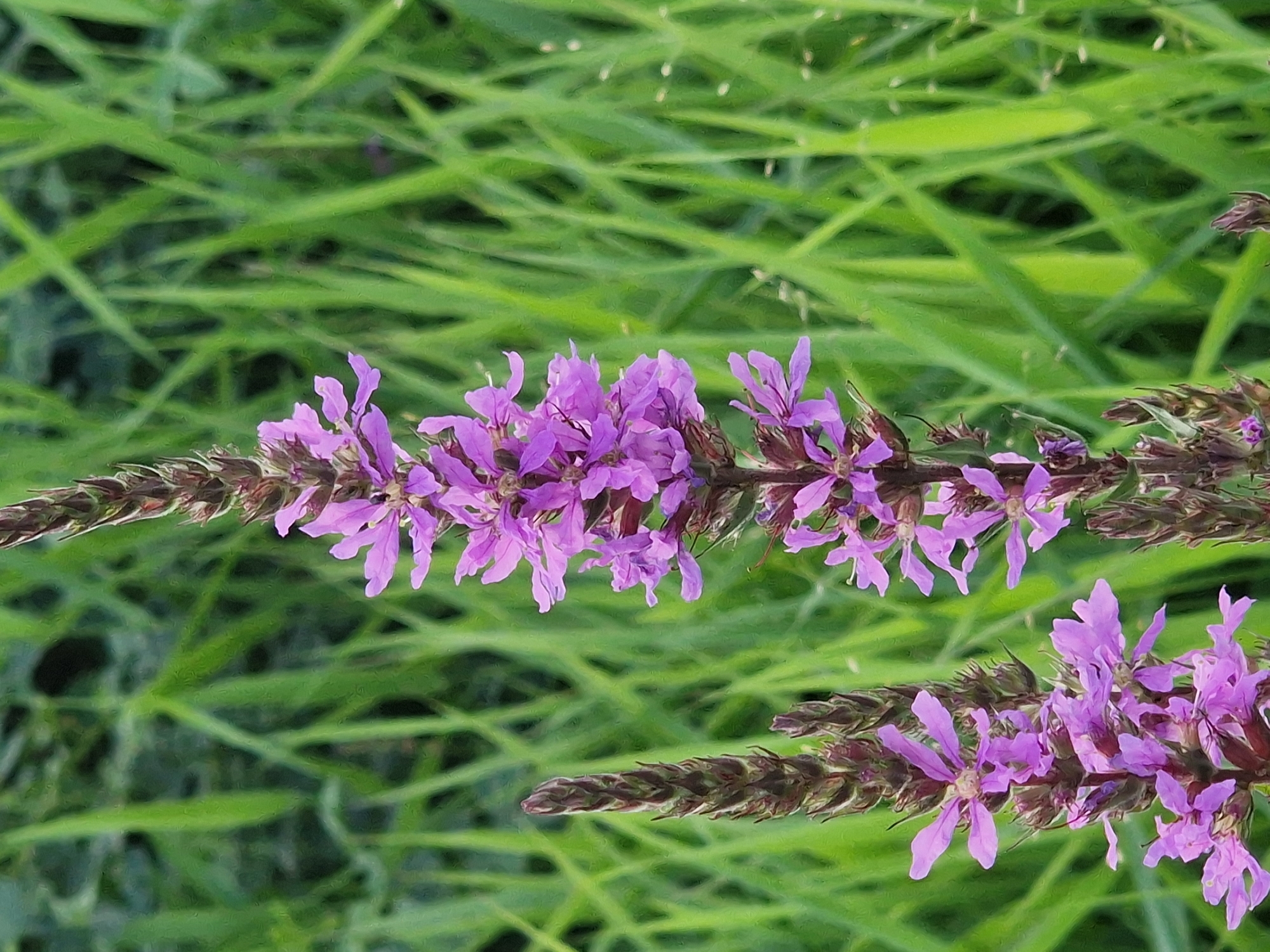 In a natural, outdoor environment characterized by lush green grass, two tall spikes of purple flowers stand prominently in the foreground. The flowers are a vibrant purple, with delicate, multi-petaled blossoms arranged in a dense cluster along the upper portion of each spike. The spikes themselves are slender and topped with darker, bud-like structures. The background consists of a soft blur of green, suggesting more foliage or grass, with some subtle variations in light and shadow. No people or specific urban structures are visible. The scene appears to be in Lipí, Czechia, though no distinctive landmarks confirm this.