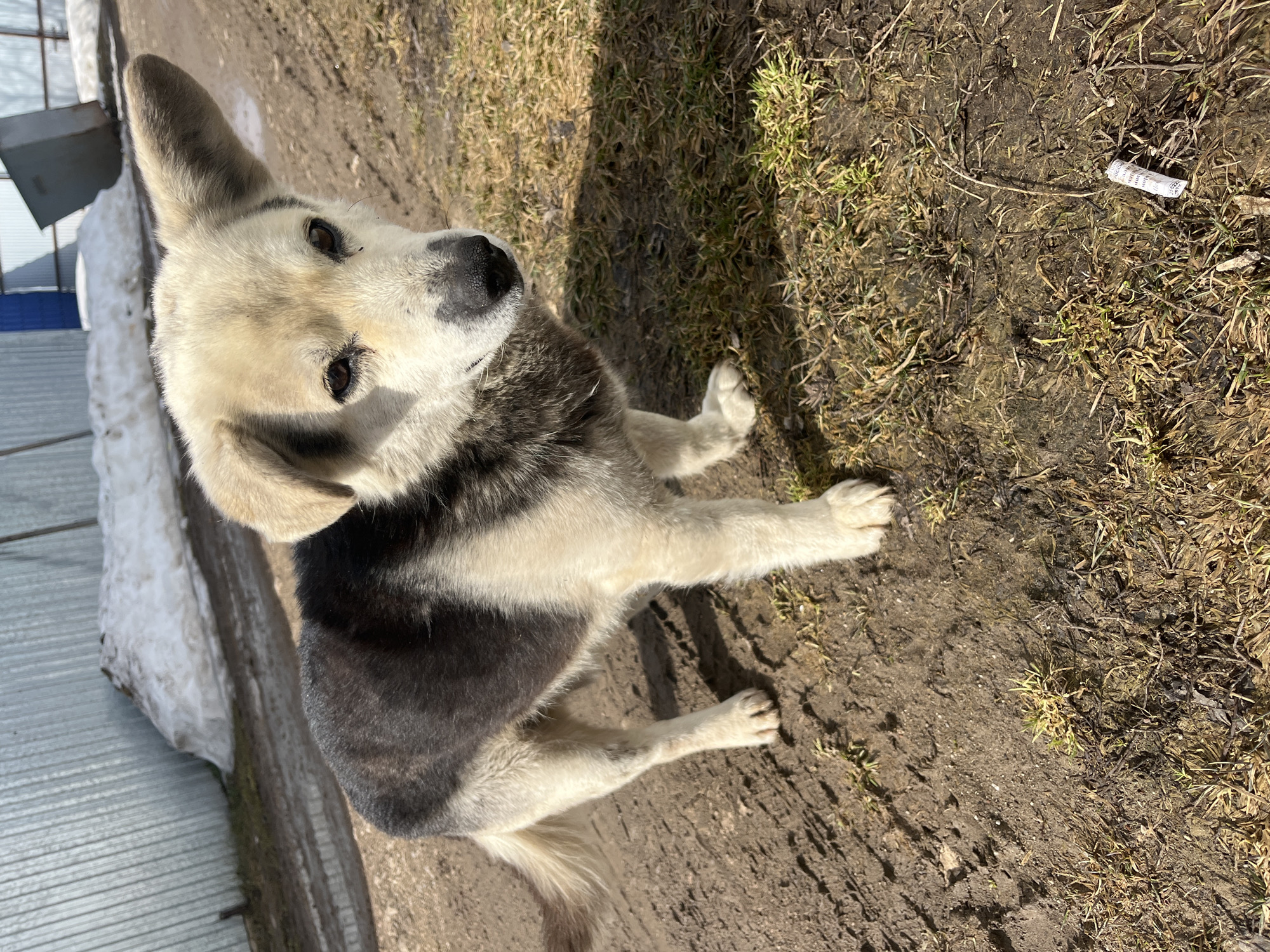 A medium-sized dog with white, gray, and black fur sits on dirt and sparse grass. The dog is looking up toward the camera. A snow-covered metal structure is partially visible in the background. A small piece of trash lies on the ground near the dog. The location is Норья, Russia.