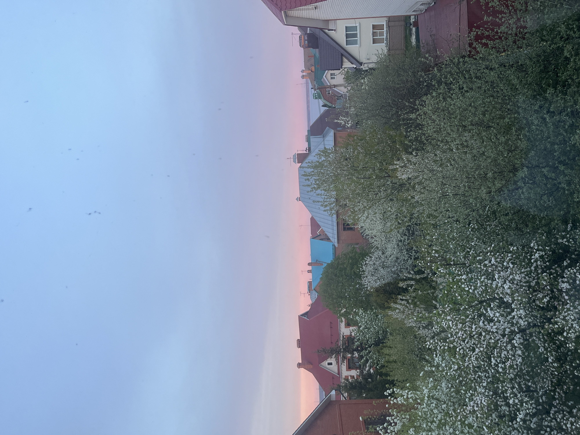 The image depicts a view in Ulyanovsk, Russia, at dusk or dawn. A row of houses with varying roof colors (red, blue, gray) is visible, interspersed with trees that are either flowering or budding with white blossoms. The sky transitions from a light blue to a pinkish hue. There are no people visible in the image. The composition is taken from an elevated perspective, possibly from a window or balcony.