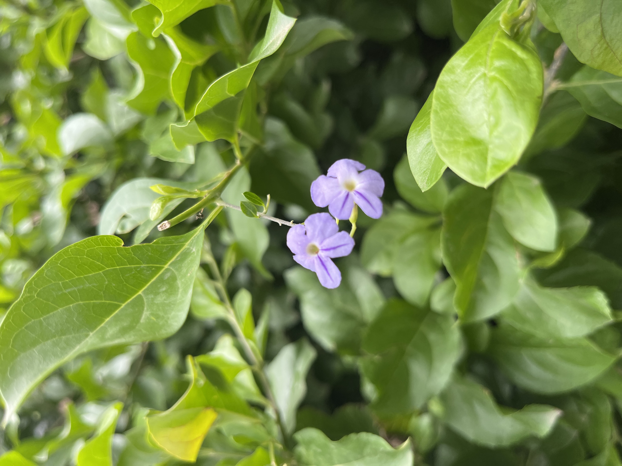 In an outdoor, natural setting, two small, light purple flowers with darker purple veins are in focus against a backdrop of blurred green leaves. The flowers hang from thin stems, with one flower slightly above and to the left of the other. The leaves are lush and varied in shade, some appearing bright green and others a deeper, darker green, suggesting a dense foliage. The lighting appears to be natural daylight, casting soft shadows and highlighting the textures of the leaves and petals. The overall impression is one of a close-up, detailed shot of flora.
