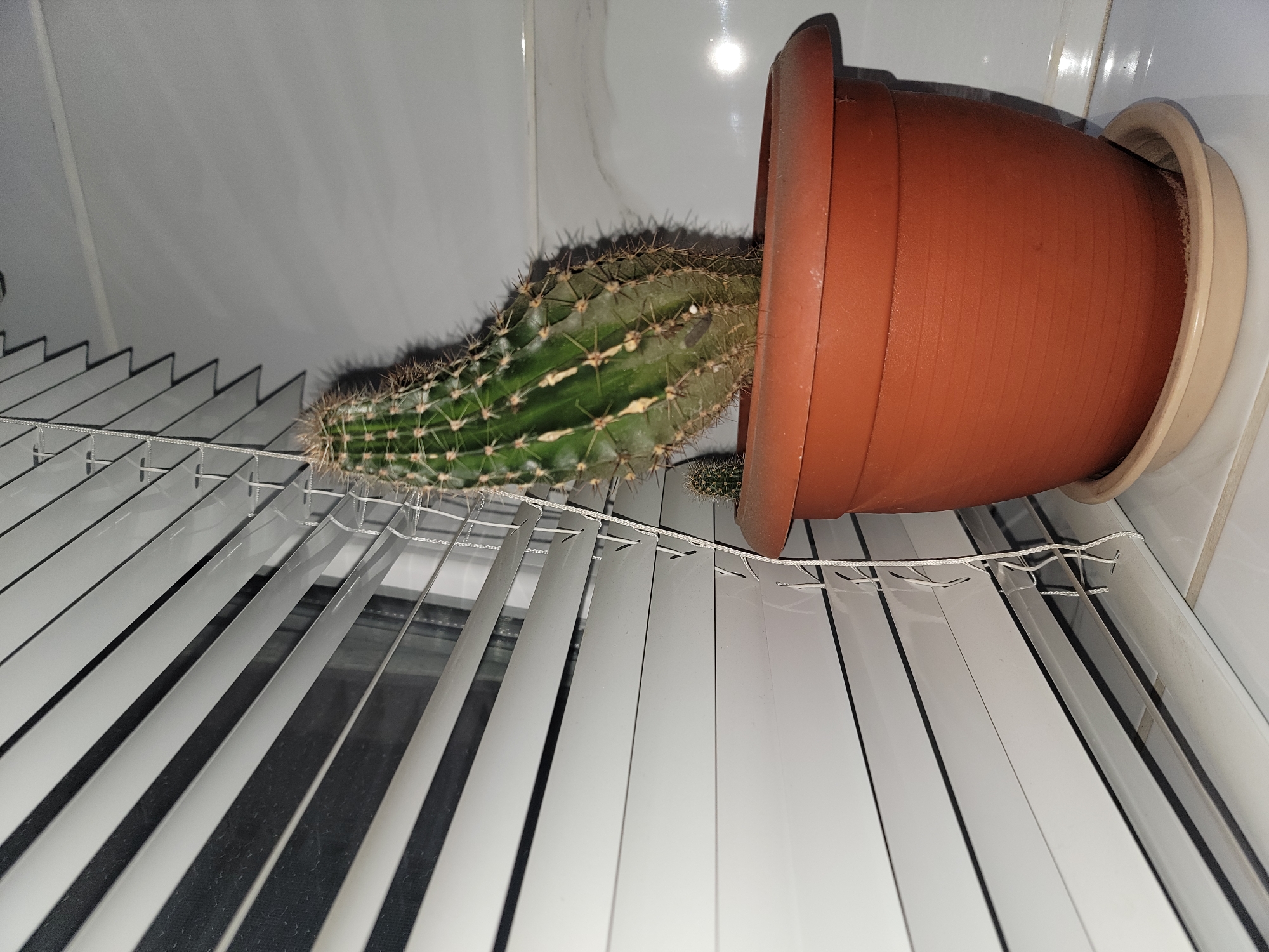 A cactus in a terra cotta pot sits on a windowsill with horizontal blinds behind it. The cactus is green with sharp spines and appears to be leaning to the right. A smaller cactus is visible to the left of the main cactus. The blinds are white and appear to be made of metal. The background is a white tiled wall. The image was taken in Zlatopil, Ukraine.