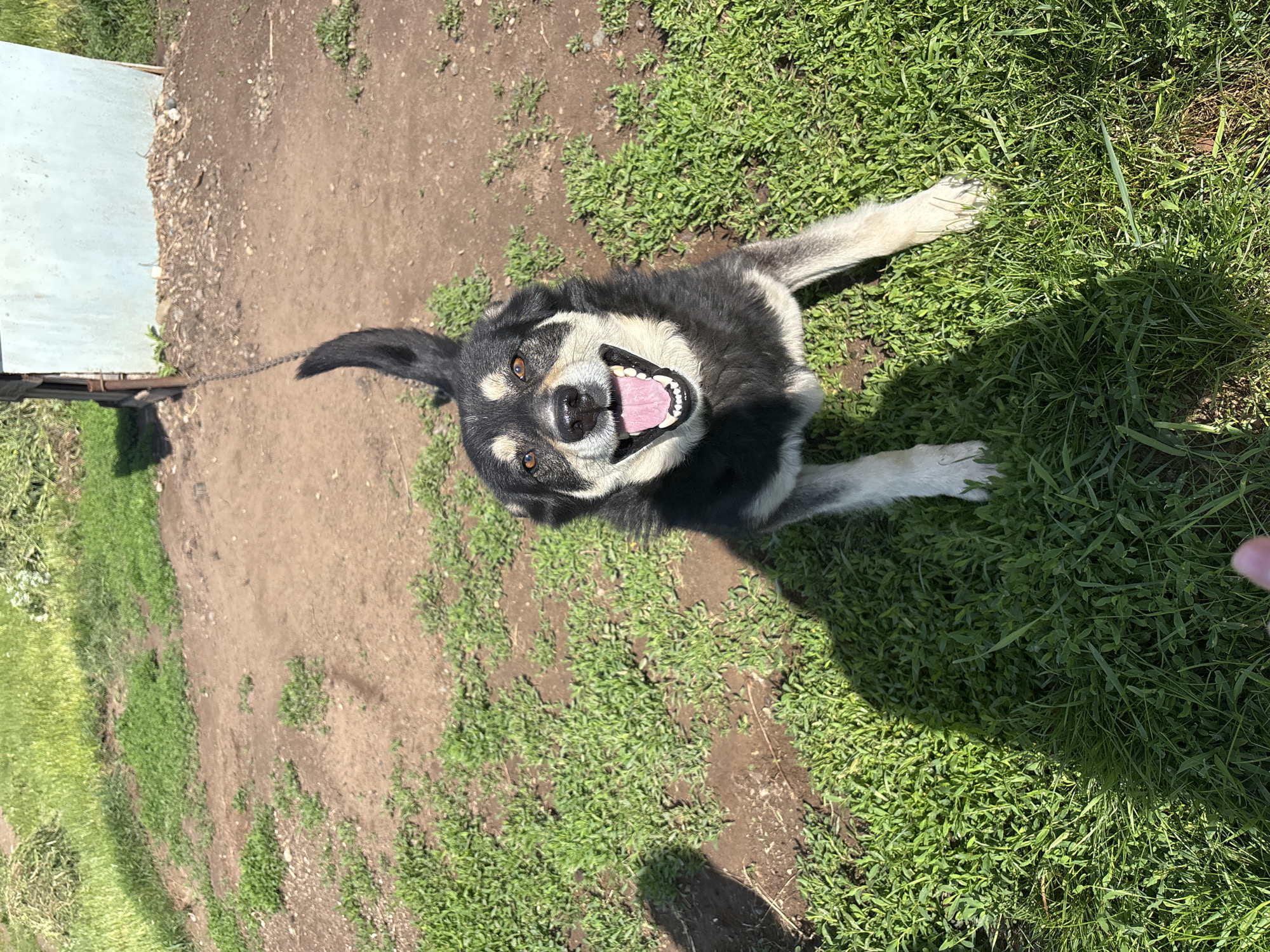 The image shows a black and white dog with its mouth open, lying on grass and looking up at the camera. The dog is leashed to a metal structure in a yard setting with a mix of bare earth and green grass. The location is likely Zasechnyi, Russia.