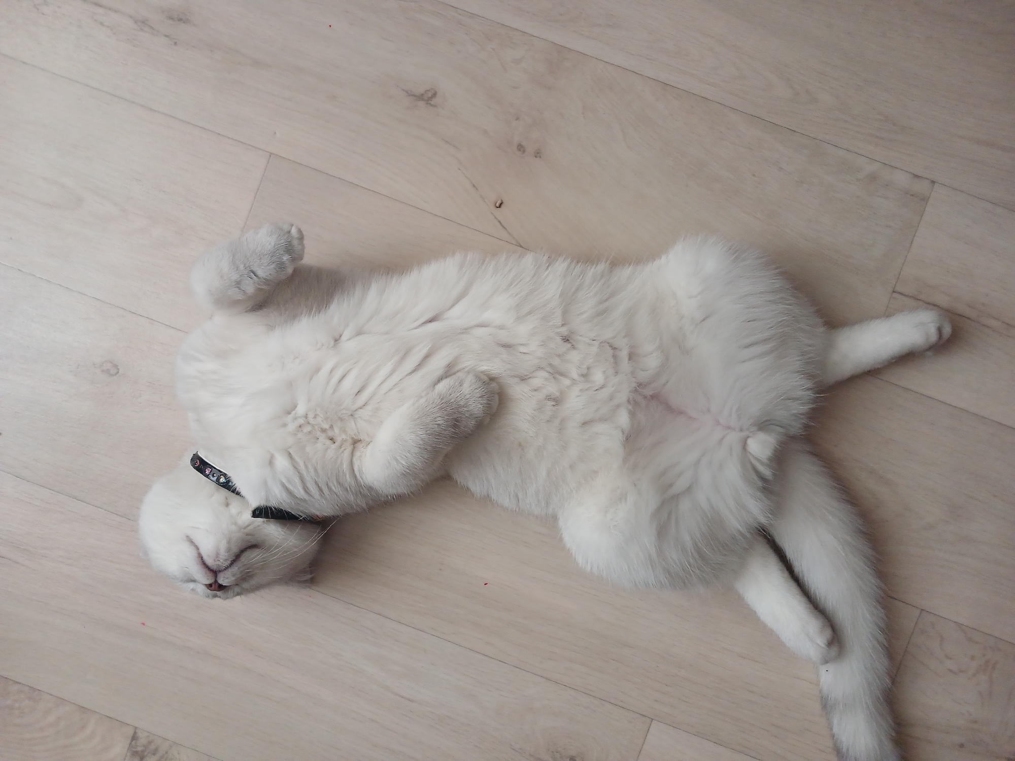 A white cat wearing a black collar is lying on its back on a light-colored wooden floor. The cat's eyes are closed, and its limbs are splayed out. The location is Noviy, Russia.