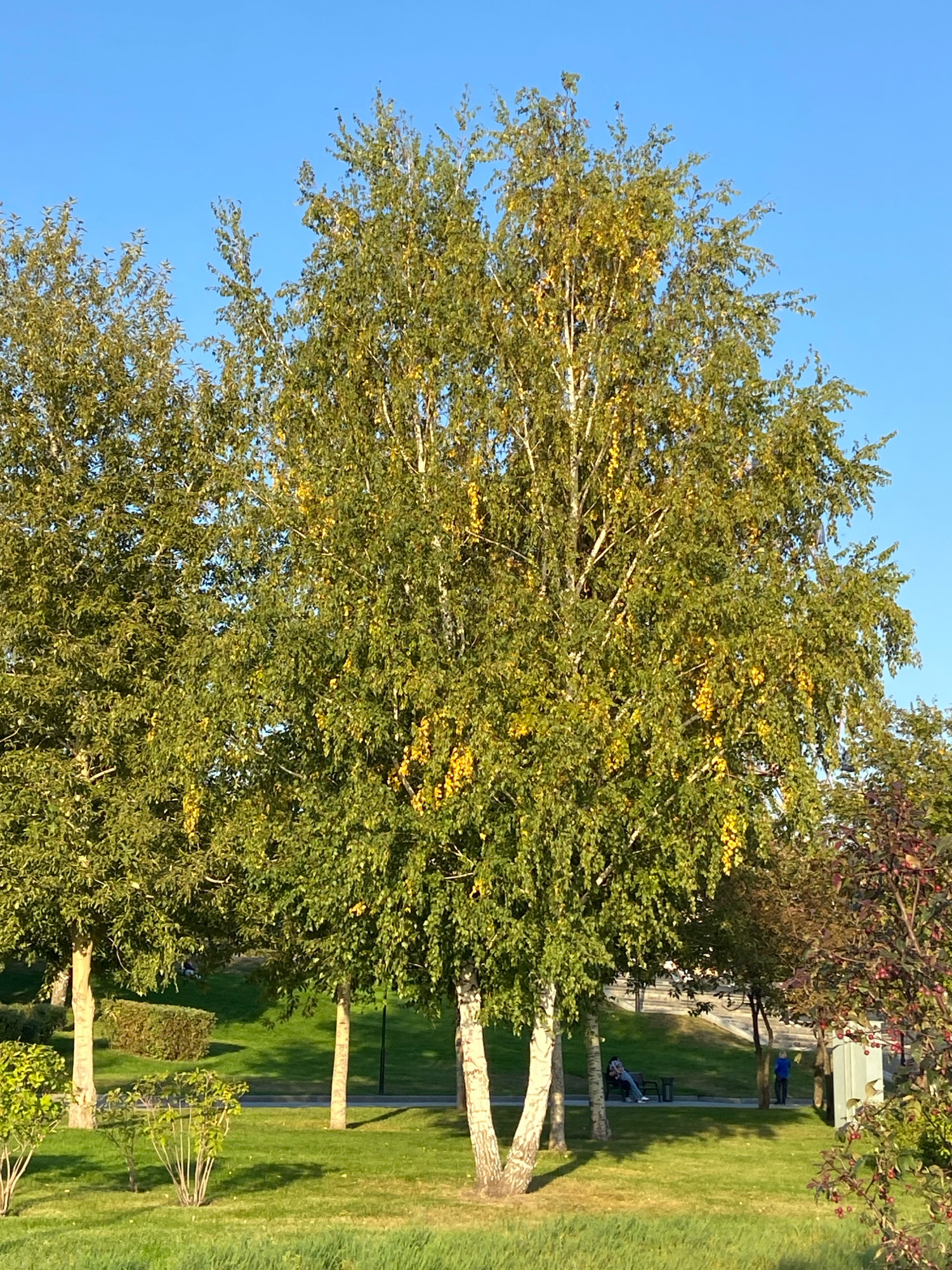 The image depicts a park scene with several birch trees in the foreground, their leaves showing hints of autumn yellow. The trees are set against a clear blue sky. In the middle ground, there is a grassy slope with a paved path and a bench where two individuals are seated, one appearing to be reading. Further in the background, another person stands near a white structure. The park is well-maintained with manicured lawns and bushes. This scene is consistent with a park in Novosibirsk, Russia, likely during the late summer or early autumn season, given the foliage.
