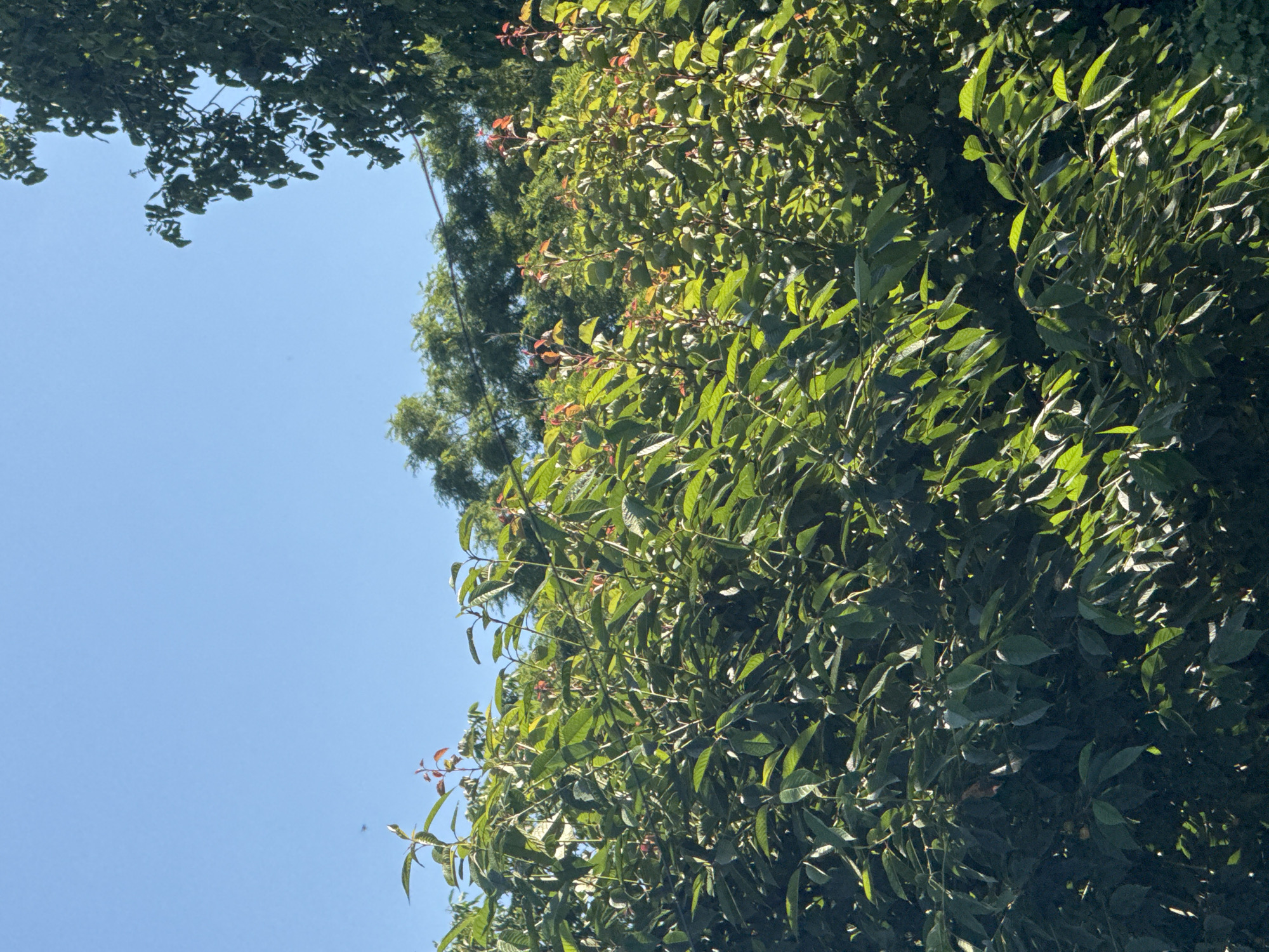 In an outdoor setting under a clear blue sky, a dense canopy of lush green foliage dominates the foreground and midground. The leaves are vibrantly colored and appear healthy, with some tips showing a reddish hue, suggesting new growth or seasonal change. Several thin branches are visible, sparsely distributed amongst the leaves, supporting the dense growth. In the upper right portion of the image, a larger tree with darker green leaves extends into the frame, its branches creating a silhouette against the sky. Further in the background, a more distant line of trees forms a darker green layer. The scene is bathed in sunlight, creating highlights and shadows on the leaves, giving the foliage a textured appearance. A small dark object, possibly an insect or a speck of debris, is visible against the sky in the upper left quadrant. The location is not specified beyond being in a city.