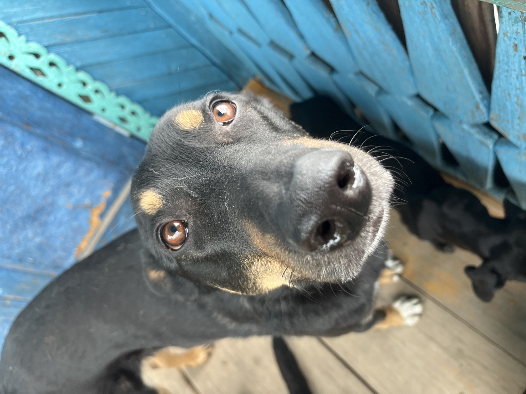 A close-up, high-angle shot shows the head of a black and tan dog with brown eyes, a wet black nose, and light brown markings around its eyes and muzzle. The dog is looking directly at the camera. The dog is standing on a weathered wooden surface. In the background, there is a bright blue, textured surface, possibly a wall or fence, with decorative green trim. The scene does not provide any specific details that could place it in the city of Nizhny Tagil, Russia.