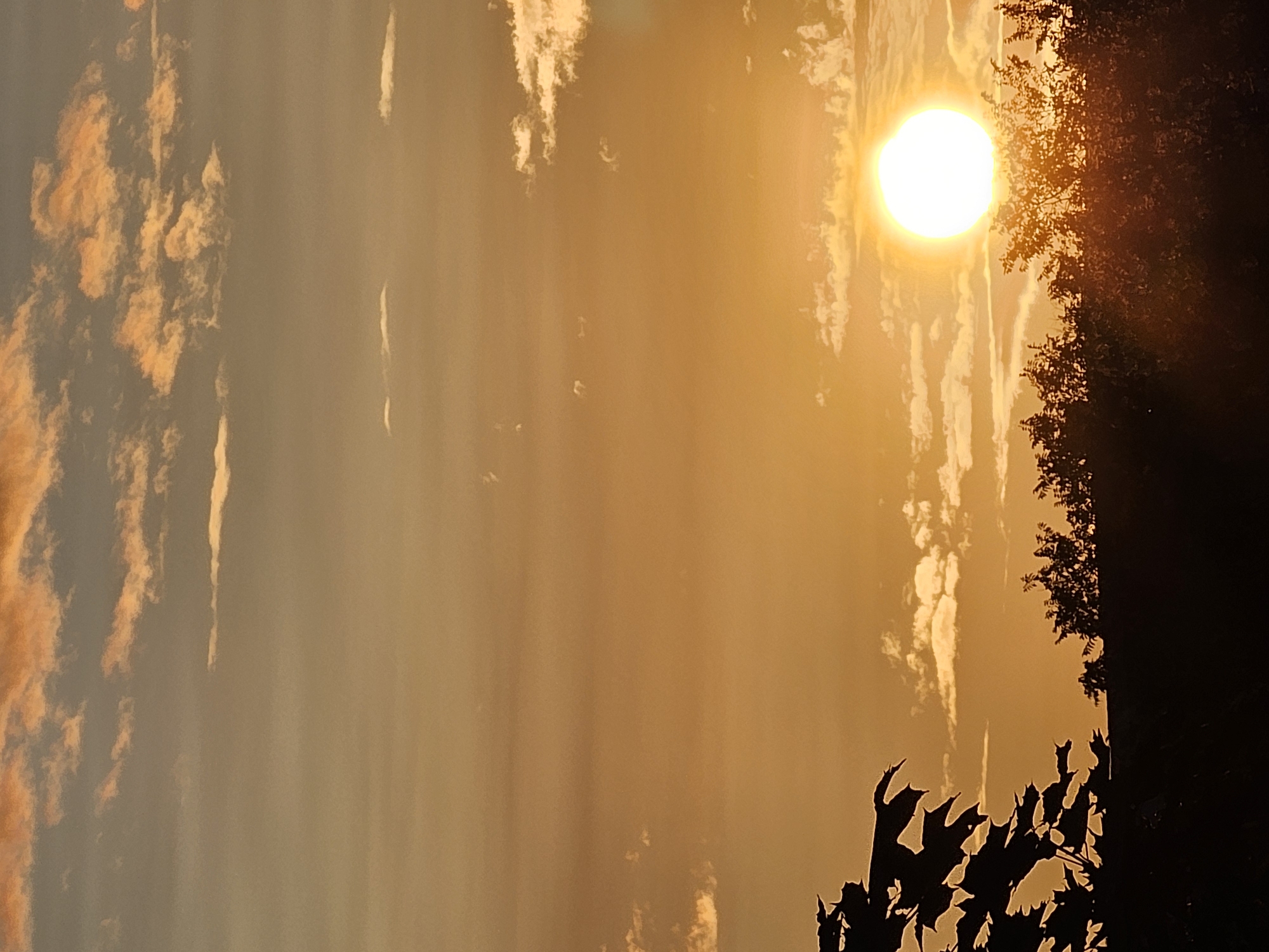 A vertical, low-angle shot captures a bright, setting sun low in the sky over a silhouetted treeline. The sun is a perfect circle of white light with a halo effect, positioned to the right of the frame, behind the trees. The sky is filled with a gradient of warm orange and pale yellow hues, with scattered, wispy clouds catching the sunset light, tinged with pink and white. The foreground is dominated by the dark silhouettes of trees and foliage. On the left, a large, distinctive silhouette of maple leaves is prominent against the bright sky. On the right, the dense canopy of trees, also in silhouette, forms a dark line across the bottom of the image. The scene appears to be a natural landscape at sunset, possibly a park or the outskirts of a city. The location is identified as Khimki, Russia. There are no people or animals visible in the image.