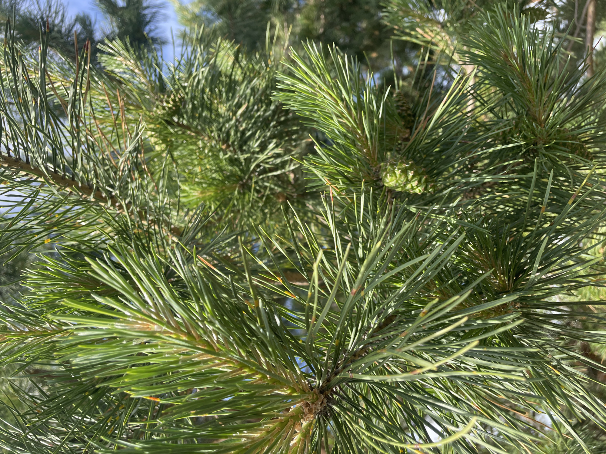 A close-up photograph captures the vibrant green foliage of a coniferous tree, identified as a pine, under natural daylight conditions in Vasilevka, Russia. The image is dominated by numerous long, sharp, dark green pine needles, clustered densely on multiple branches. Several needles exhibit subtle yellowish-brown tips. Distributed throughout the mid-ground and lower right are small, ovate, light green, immature pine cones, integrated within the needle clusters. The supporting branches are woody, presenting shades of brown and tan. The background is composed of blurred green foliage and intermittent sections of bright blue sky, suggesting an outdoor, natural environment with clear atmospheric conditions. Direct sunlight illuminates the scene, creating distinct highlights on the needles and generating subtle internal shadows within the dense foliage. No human figures, animals, or man-made structures are present in the frame.