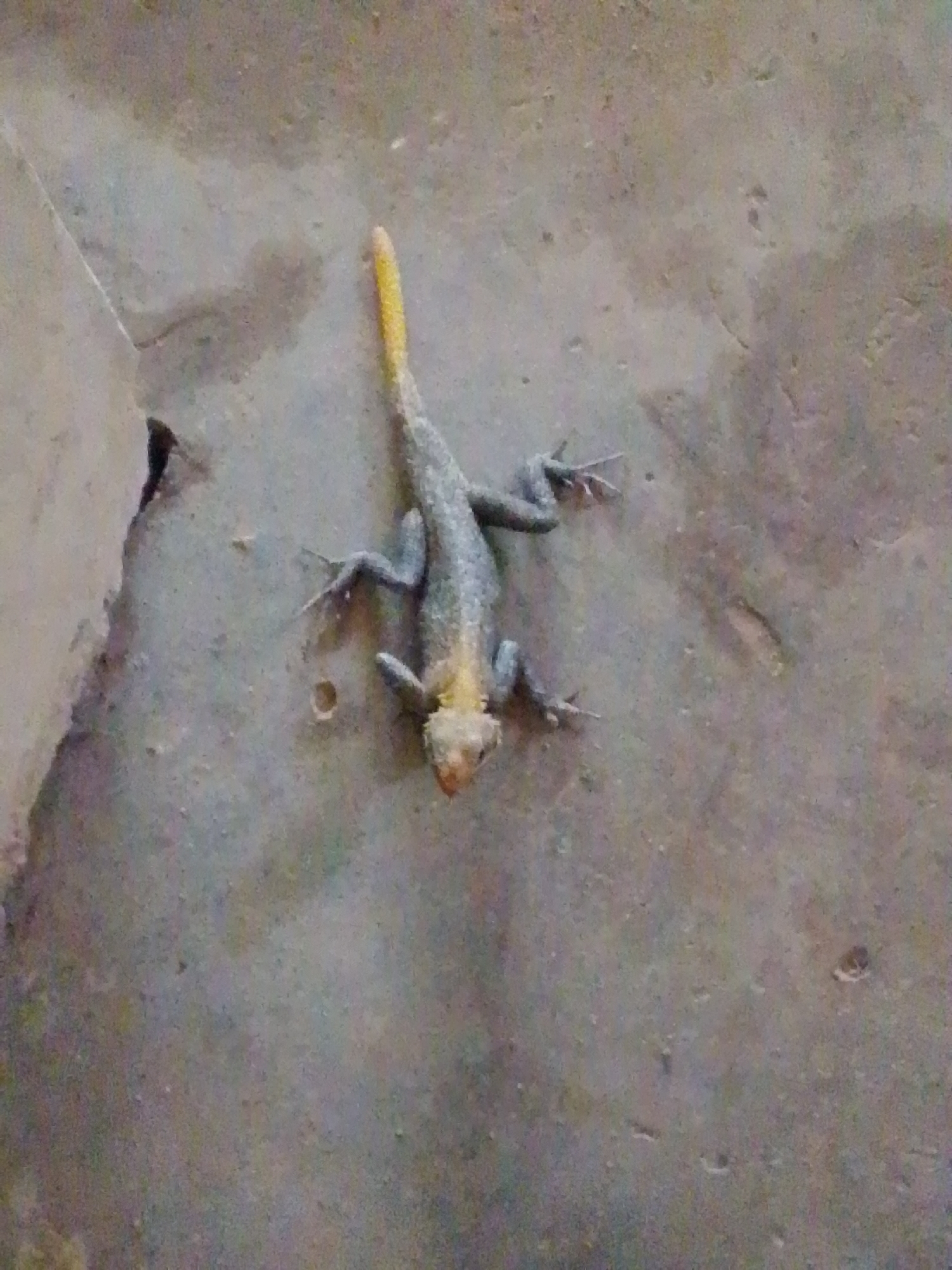 A small, gray lizard with a yellow tail is lying on a textured, concrete surface. The lizard is positioned diagonally in the frame, with its head facing downwards and towards the right. Its limbs are splayed out, and its body appears to be partially flattened against the ground. The concrete surface has a rough, uneven texture with some small dark spots and lighter grey areas. To the left of the lizard, there is a light-colored, angled object that appears to be a wall or a large stone, casting a faint shadow. The background is a continuation of the concrete surface, which is mottled with shades of gray and some subtle brown and green hues. The image is taken from a top-down perspective.