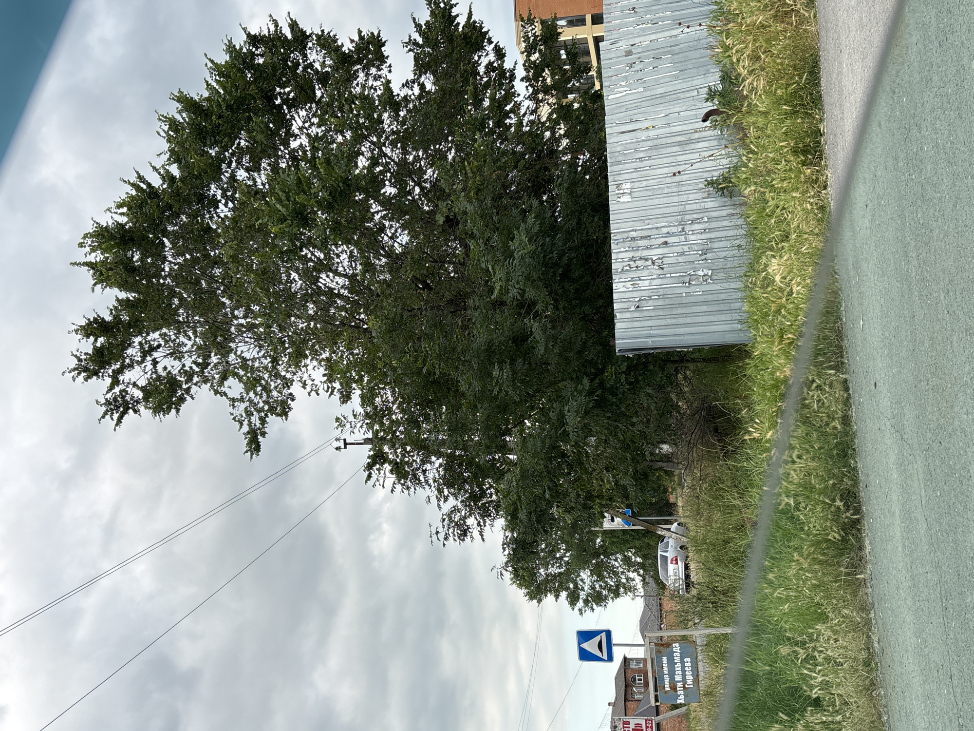 This is a photograph of an outdoor scene on a cloudy day. The primary subjects are a large, mature tree with dense green foliage and a portion of a weathered, corrugated metal structure. The tree occupies a significant portion of the frame, its branches extending upwards and outwards. To the right of the tree is the metal structure, which appears to be part of a fence or building. The texture of the metal shows signs of age, with peeling paint or rust.
In the foreground, to the right of the image, is a paved surface, likely a road or sidewalk. Adjacent to this paved area is a strip of tall, dry grass and weeds, suggesting an unkempt or naturalized border.
In the background, behind the tree and metal structure, a multi-story building with visible windows can be seen. A white car is parked to the right of the tree, partially obscured by foliage. Two traffic signs are visible. One is a blue triangular sign with a white symbol that appears to represent a sharp curve or a similar road hazard. Another sign, placed lower down, is rectangular with text in a non-Latin script. Partially visible text on this sign includes "УЛИЦА ИМЕНИ" and "ХЪТИ МАНМАДА" which translates to "STREET NAME" and "KHATI MANMADA".
The sky is overcast with gray clouds, indicating a potentially cool or humid day. The lighting is diffused, typical of cloudy weather, with no strong shadows. The scene suggests a roadside setting, possibly in a semi-urban or rural area, given the mix of vegetation, structures, and signage. There are no people visible in the photograph, and the overall mood is neutral, capturing a moment in time of the environment. The image is oriented vertically, suggesting it was taken with a phone or camera held in portrait mode.