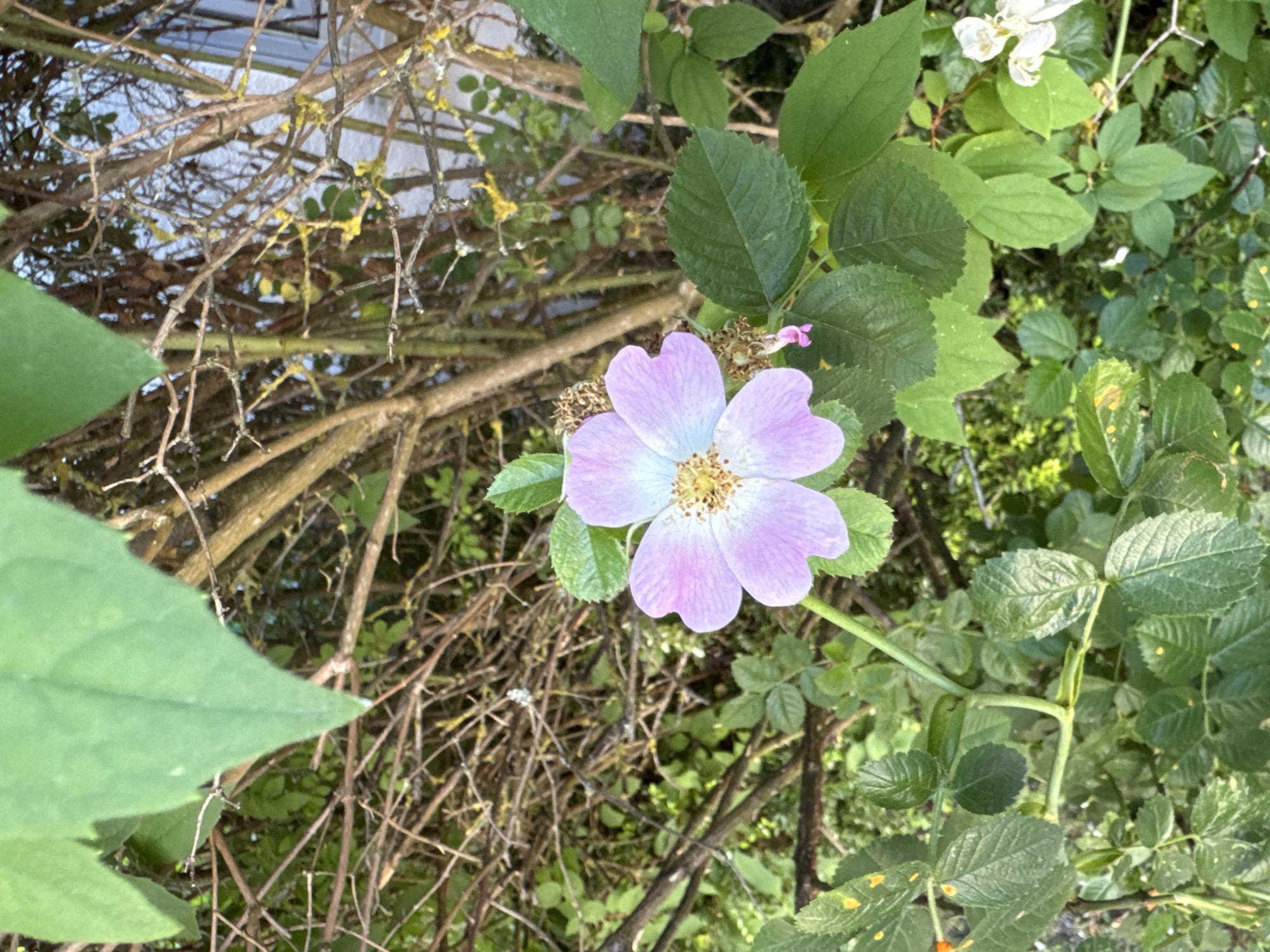 This media file shows a close-up view of a single, delicate light purple and white flower with five petals. The flower is centered in the frame, with its stamens visible in the center. It is surrounded by lush green foliage, including large, serrated leaves and thorny branches, which are characteristic of a rose bush. The background consists of more dense greenery and tangled, dried branches, some of which are covered in light-colored lichen. In the upper right corner, a cluster of small white flowers can be seen, suggesting that this is a wild rose or a similar flowering plant. The lighting suggests it is daytime, likely outdoors in a natural setting, possibly a garden or a hedgerow. There is no visible text in the image. The overall impression is one of natural beauty and organic growth, with the vibrant flower standing out against the more muted tones of the branches and leaves.
