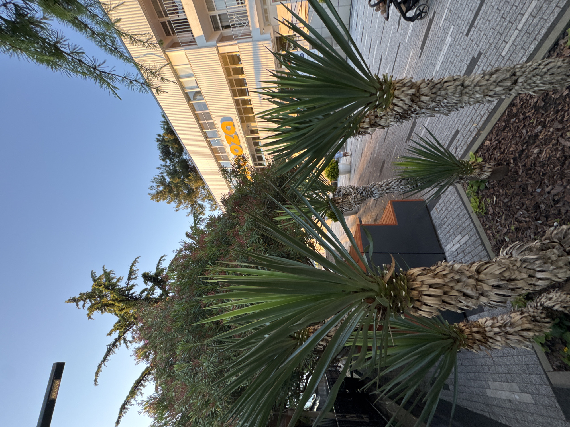 The image depicts an outdoor scene with a building, palm trees, and a paved walkway. The building, on the left side of the frame, is modern with a light-colored, ribbed facade and multiple windows. A large, orange "OZO" logo is visible on the building's exterior. In the foreground, two palm trees with rough, textured trunks and spiky green fronds are prominent. Between the palm trees and the building, there is a dense green shrubbery. The walkway is made of grey cobblestones, and a dark border runs alongside it, with some dark seating elements visible. The overall impression is of a public outdoor space, possibly a plaza or promenade, adjacent to a commercial or residential building.
The scene is illuminated by sunlight, casting shadows and highlighting the textures of the building and the palm trees. The clear blue sky suggests fair weather. The time of day appears to be late afternoon or early evening, given the warm, low-angle light. The location cues, combined with the provided context of Sochi, Russia, suggest a coastal or urban environment in a warm climate. There are no people actively engaged in a specific event, but a suggestion of recent or ongoing human presence is indicated by the stroller in the background and the paved walkway. The lighting and clear sky create a peaceful and serene atmosphere.