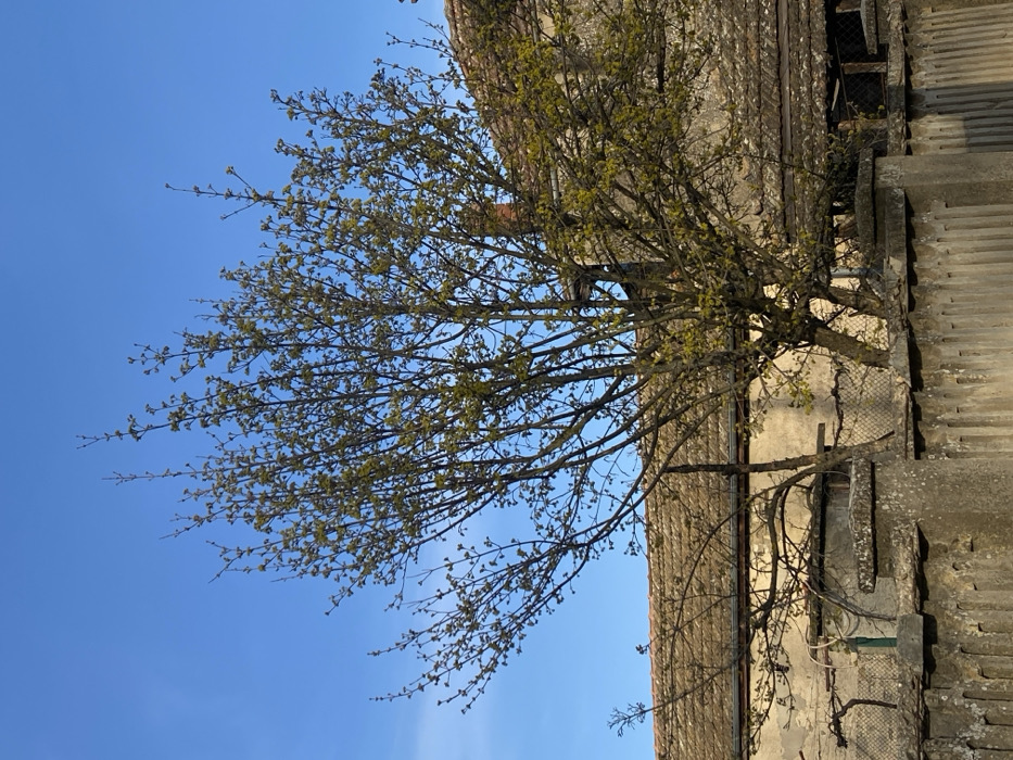The image displays an outdoor scene in Dobri dial, Bulgaria. In the foreground, a weathered concrete fence with vertical panels and horizontal coping runs across the bottom of the frame. Immediately behind the fence, a large deciduous tree, characterized by numerous bare branches and emerging small green leaves or buds, occupies the central and upper portions of the image, indicating early spring. In the background, partially obscured by the tree, stand sections of multiple aged buildings. These structures feature light-colored, possibly stucco, walls with visible discoloration and damage. Their roofs are covered with reddish-brown tiles extensively covered in dark green moss and dirt. A dark red brick chimney is visible on a roofline toward the upper right. A segment of wire fencing and some indeterminate support structures are present between the concrete fence and the buildings. The sky above is clear and vibrant blue, without clouds. No people, animals, or explicit actions are depicted.