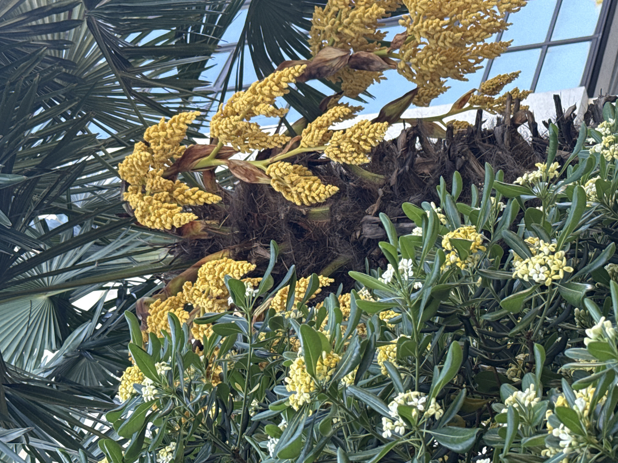 The image shows a cluster of plants and a palm tree viewed from below, possibly in a park in Bar, Montenegro. The palm tree has large, fan-shaped leaves visible at the top left. Yellow flowers are clustered around the trunk of the palm. Green bushes with small, white and yellow flowers are visible in the foreground. In the background, a glimpse of a building with a grid-like window pattern is visible. The scene seems to be outdoors, with natural lighting.