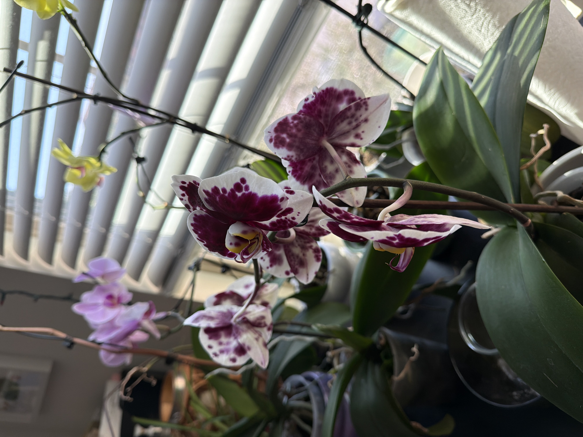 A close-up, eye-level shot features several potted orchid plants positioned near a window with blinds. The orchids display a variety of colors, including pink, white with purple spots, and yellow. The lighting suggests it is daytime, with sunlight filtering through the blinds, creating striped shadows on the wall behind the plants. The background is slightly out of focus, showing hints of other plants and indoor decor, potentially in a residential setting in Irvine, United States of America. There are no people or animals visible in the image, and no discernible actions or interactions are taking place. The environment appears to be an indoor space, likely a windowsill or a table near a window.