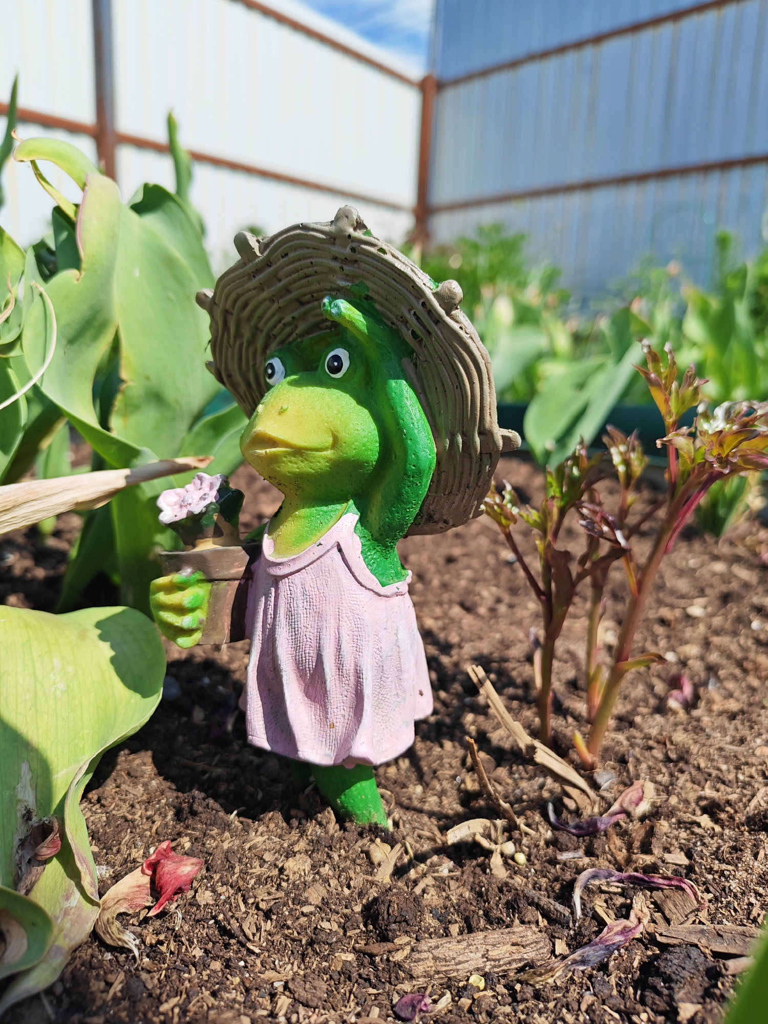 This media file captures a sunny garden scene in Rybolovo, Russia, centered around a charming garden figurine. The main subject is a green frog gnome, depicted standing in loose, dark brown soil. The frog wears a light pink dress and a textured, woven straw hat, which it holds with one hand. Its facial features include large white eyes with black pupils and a subtle smile. In its other hand, the frog holds a small brown pot containing a light pink flower.
The garden bed environment features various plants. To the left and slightly behind the figurine are large, vibrant green leaves, suggesting broad-leafed plants. To the right, young, reddish-brown shoots are emerging from the soil, indicative of new growth. The ground beneath is composed of dark soil, interspersed with small wood chips and dried plant matter.
In the background, a corrugated metal fence, likely galvanized steel, extends horizontally, creating a boundary. Above the fence, a clear blue sky with a few faint white clouds is visible, indicating bright, daylight conditions. The overall lighting is natural and strong, illuminating the scene. No discernible activity is taking place other than the static display of the garden ornament. There is no visible text in the image.