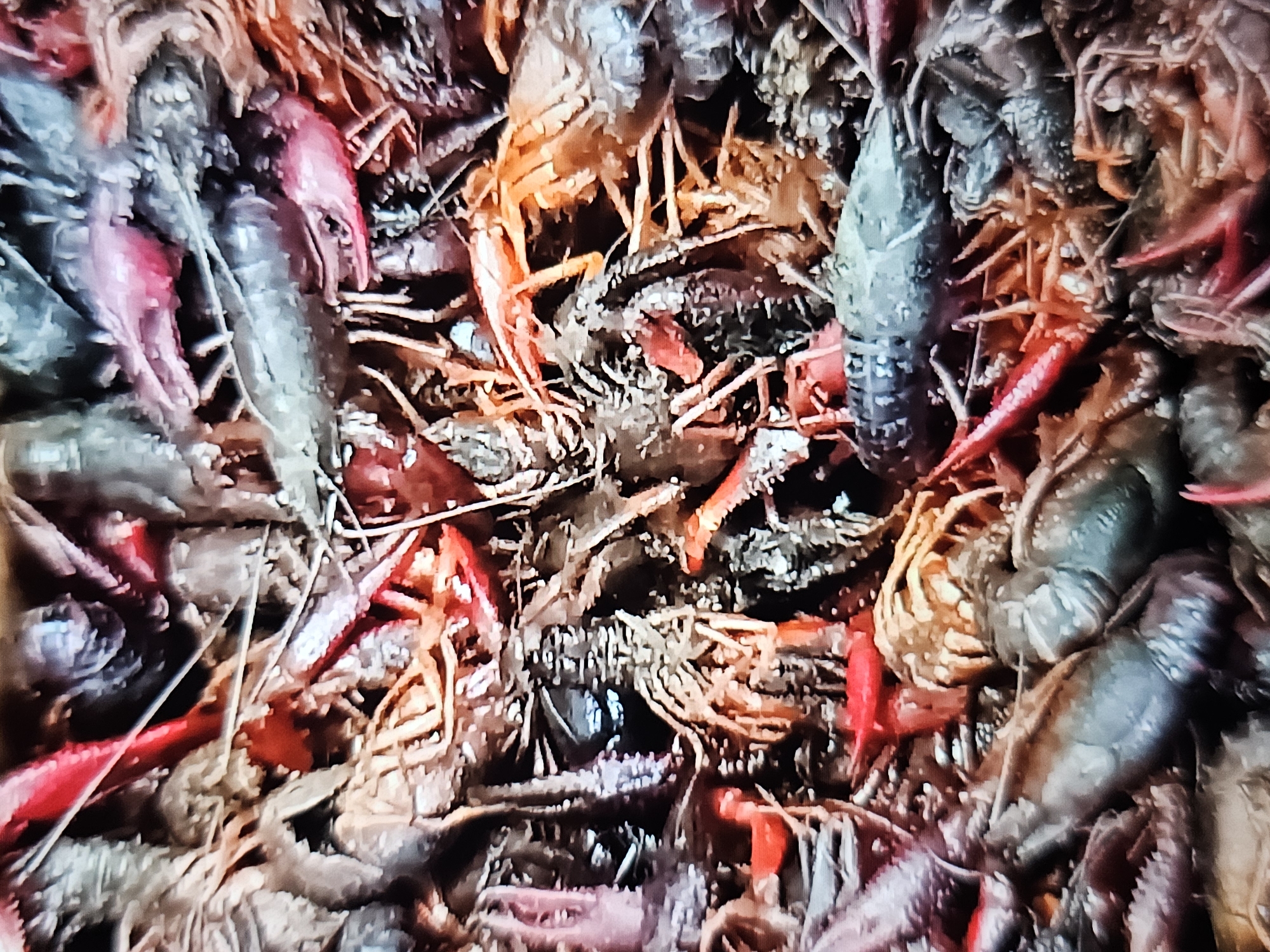 This is a close-up, top-down, aerial shot of a large pile of crawfish. The crawfish are varied in color, with some appearing reddish, orange, gray, and brown. Many of them are partially obscured by others, creating a dense, textured mass. The image is highly detailed, allowing for examination of the crawfish's exoskeletons, antennae, and claws. The lighting appears to be overhead and somewhat diffused, highlighting the textures and colors of the crawfish. There are no discernible environmental features that would indicate a specific location within Amarillo, United States of America.