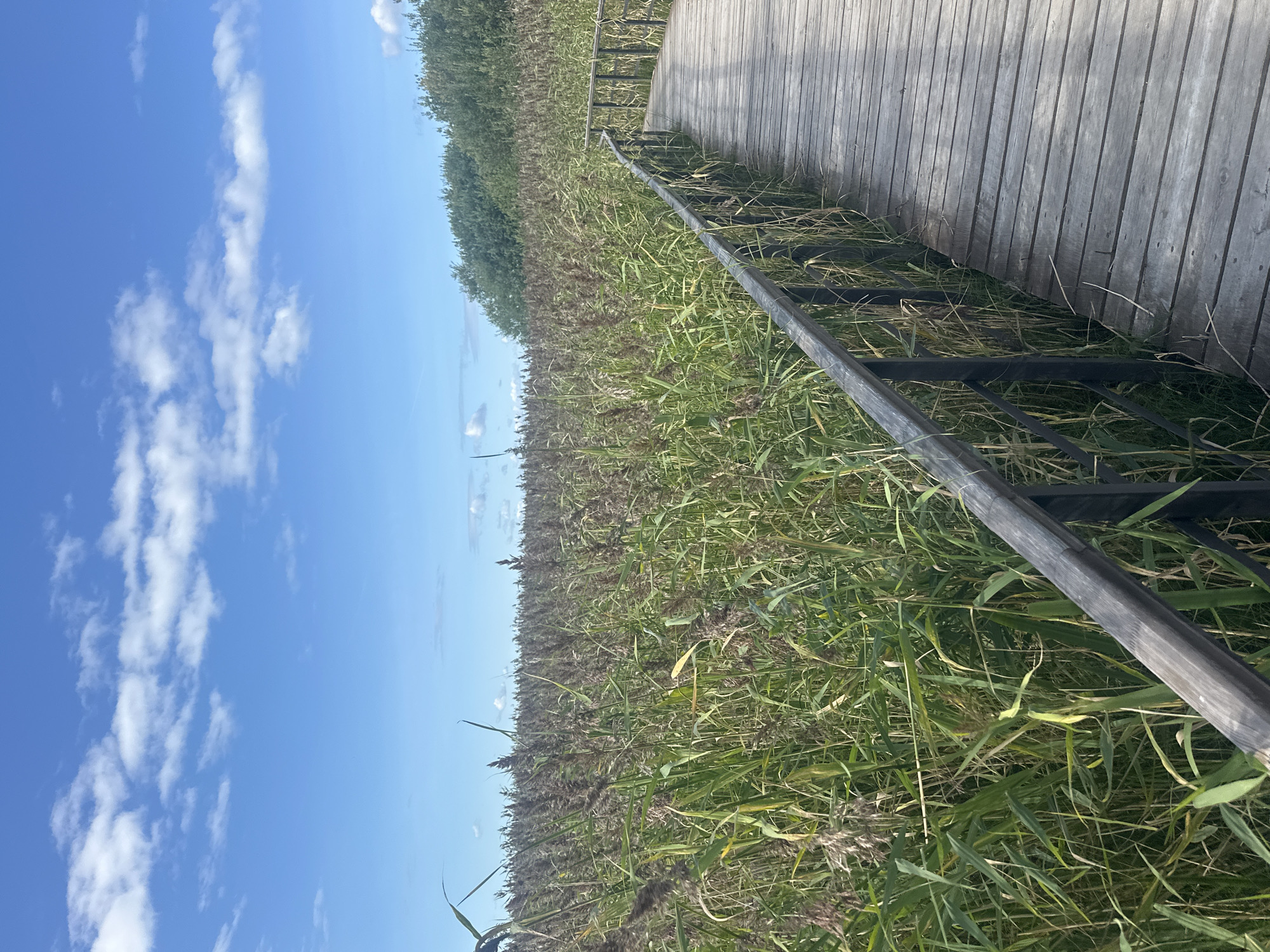 The image depicts a wooden boardwalk curving through a dense field of tall, green and brown reeds under a blue sky with scattered white clouds. The boardwalk has a dark metal railing on one side, separating it from the reeds. In the distance, a line of green trees can be seen along the horizon. The scene appears to be a nature trail or park. This location is identified as Lisy Nos, Russia.