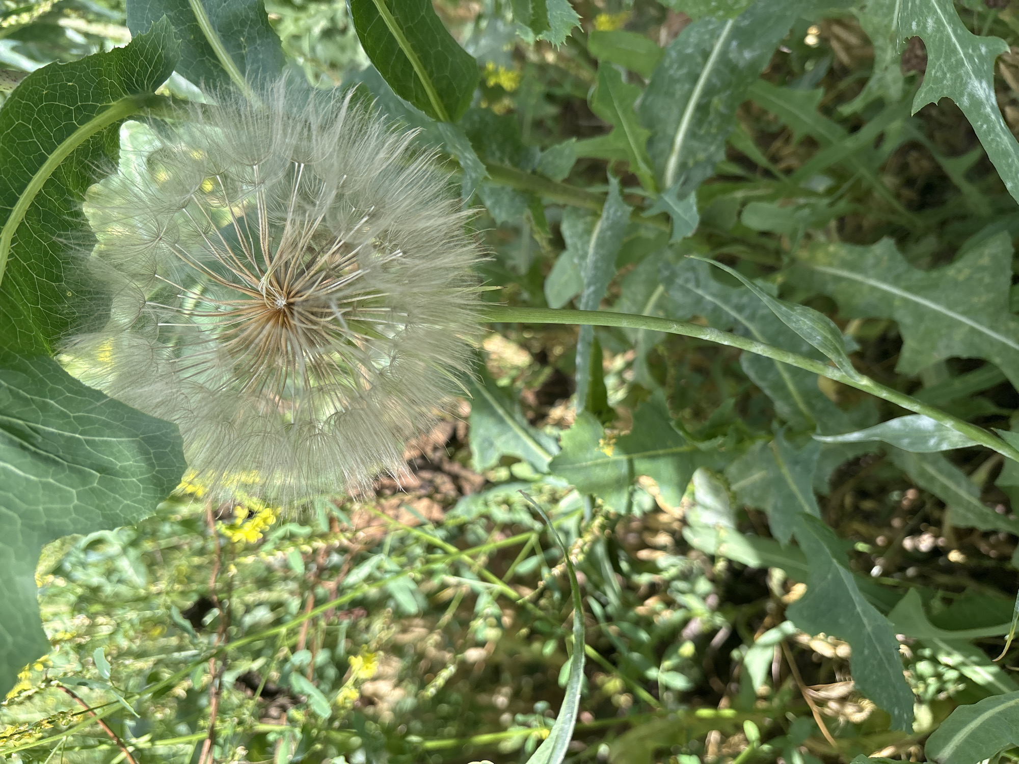 This media file is a close-up, outdoor photograph of a large, fluffy dandelion seed head, possibly a Tragopogon (goat's beard), surrounded by green foliage. The seed head is the dominant subject, appearing soft and delicate with numerous feathery seeds radiating outwards from a central core. Green leaves, some with serrated edges and visible venation, frame the seed head, suggesting a natural, perhaps wild, setting. The background is a blur of more greenery, with hints of small yellow flowers and brown earth.
The lighting suggests it is daytime, with soft sunlight illuminating the scene. There are no people or discernible objects other than the plant itself. The image focuses on the intricate details of the plant's structure, highlighting its fragility and readiness for dispersal. The overall impression is one of natural beauty and the quiet cycle of plant life. The setting appears to be a field or a garden with abundant vegetation. There is no visible text in the image. The location context provided is Orsk, Russia, which could imply a temperate climate during warmer months.
