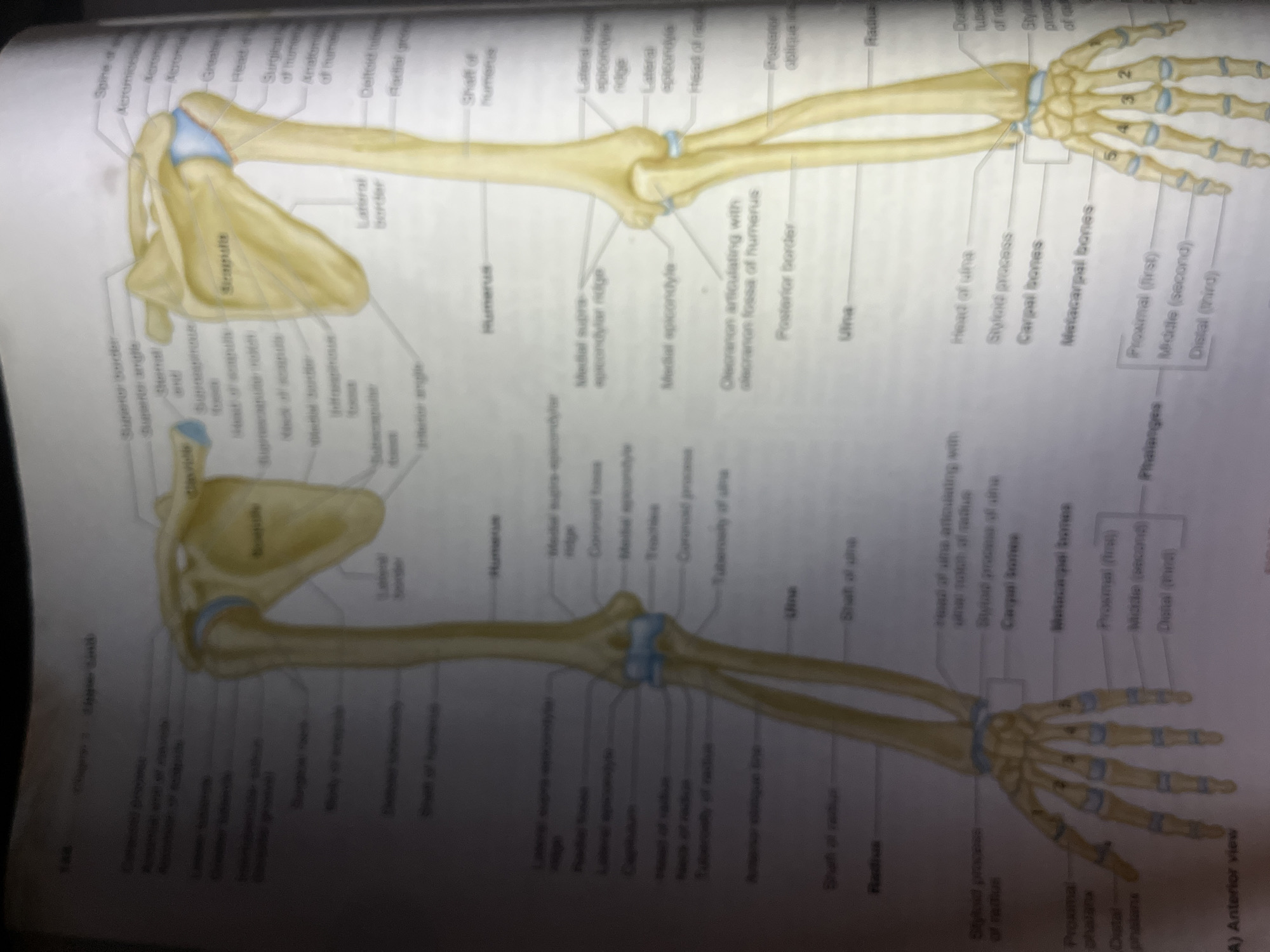 The image displays two anterior views of the bones of the human upper limb. The left view shows the left arm and hand, while the right view shows the right arm and hand. Both views illustrate the scapula, humerus, radius, ulna, carpal bones, metacarpal bones, and phalanges. Various anatomical landmarks and features of these bones are labeled. The overall presentation is that of an anatomical illustration from a textbook or educational material. The image is a photograph of a page from a book.
The image provided does not contain any information that would allow for a description of a location in Jalingo, Nigeria, nor does it depict any scene with people, subjects, objects, actions, or interactions that could be described forensically.