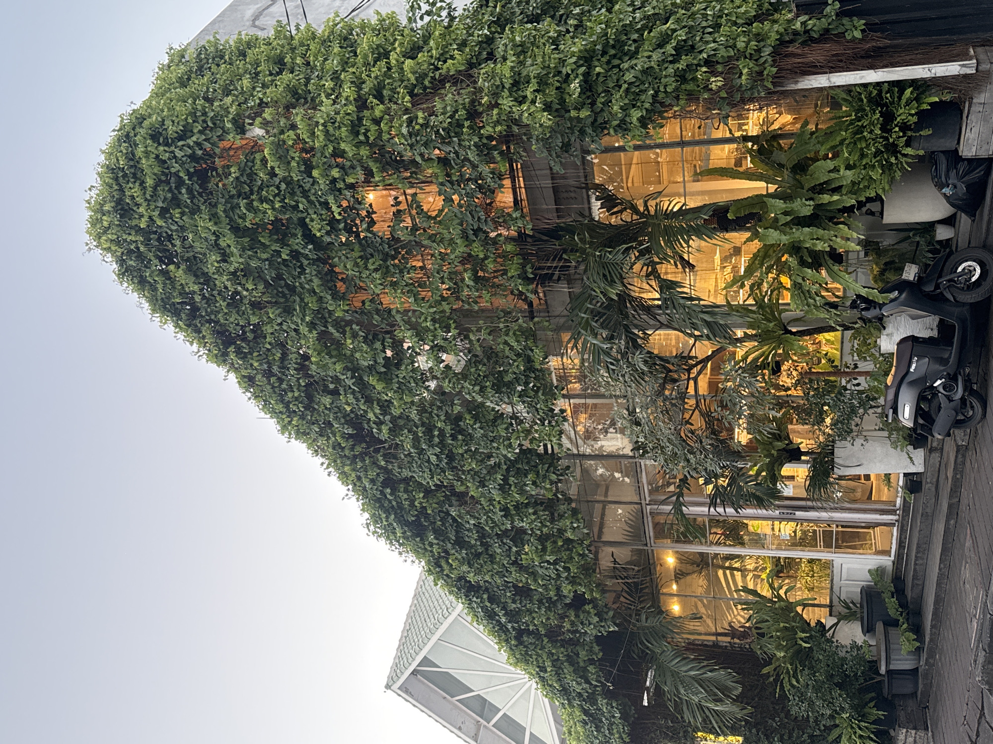 The image depicts the exterior of a building heavily covered in lush green vines. The building has large glass windows, some of which are illuminated from within, casting a warm glow. Various potted plants, including ferns and palm trees, are situated in front of the building and on the steps leading up to the entrance. A black scooter is parked on the paved area in front of the plants. The sky above is clear and pale. The architectural style of the building, particularly the angled roof structure visible on the left, suggests it could be a modern establishment like a cafe or shop. The overall impression is one of a vibrant, plant-filled space, likely in a tropical or subtropical urban setting.