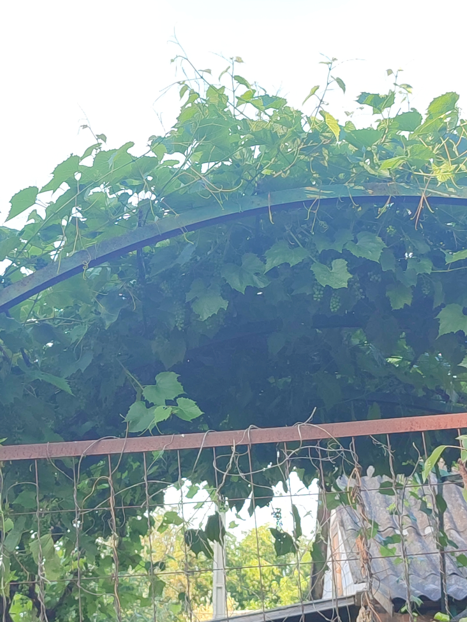 The image shows a close-up of a lush green grapevine canopy that covers a metal archway. The leaves are vibrant and varied in size, with some young tendrils reaching outwards. Small clusters of green grapes are visible amongst the foliage. Below the arch, a rusty metal railing supports a wire mesh fence. The fence is partially obscured by more grapevine tendrils and leaves. In the background, glimpses of trees and a grey, tiled roof suggest an outdoor, possibly rural or semi-rural setting. The sky is bright and overcast, indicating daytime. The scene appears to be an outdoor structure, likely a garden or backyard feature, in the village of Shyshaky, Ukraine.